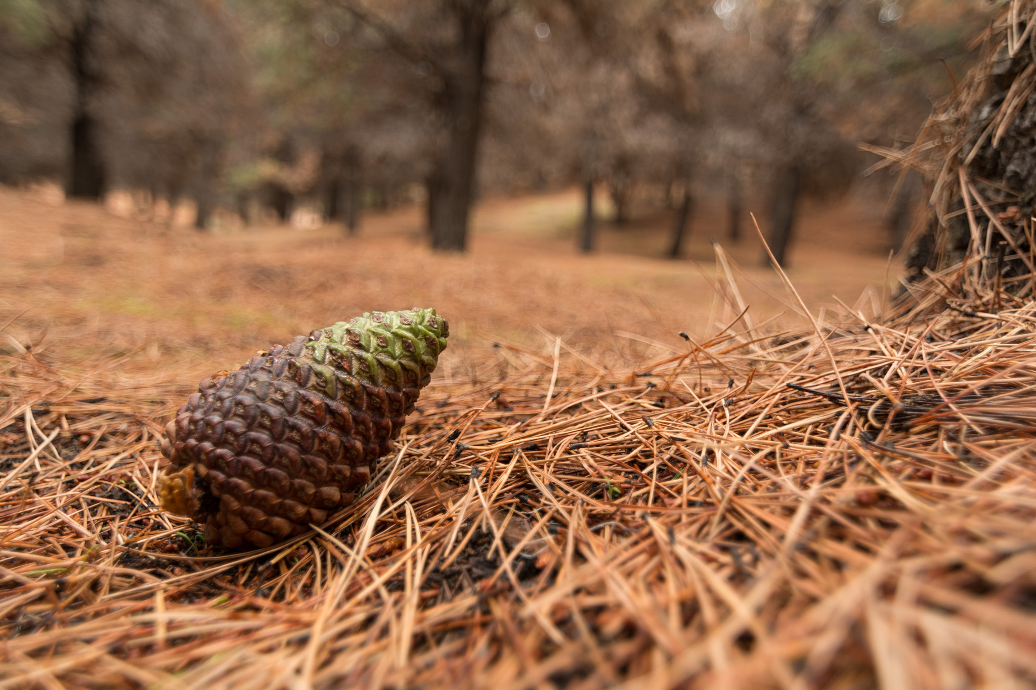 Tokina AT-X Pro 11-16mm F2.8 DX sample photo. *** photography