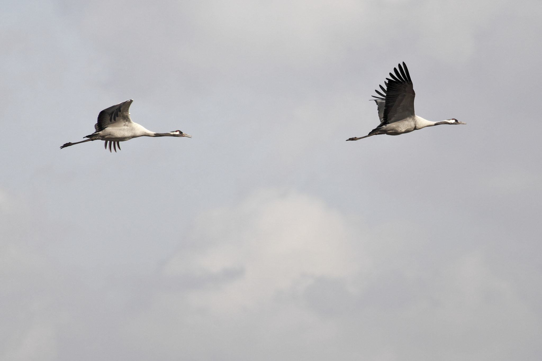 Canon EOS 5D Mark II + Canon EF 100-400mm F4.5-5.6L IS USM sample photo. Hornborgasjön, sverige photography