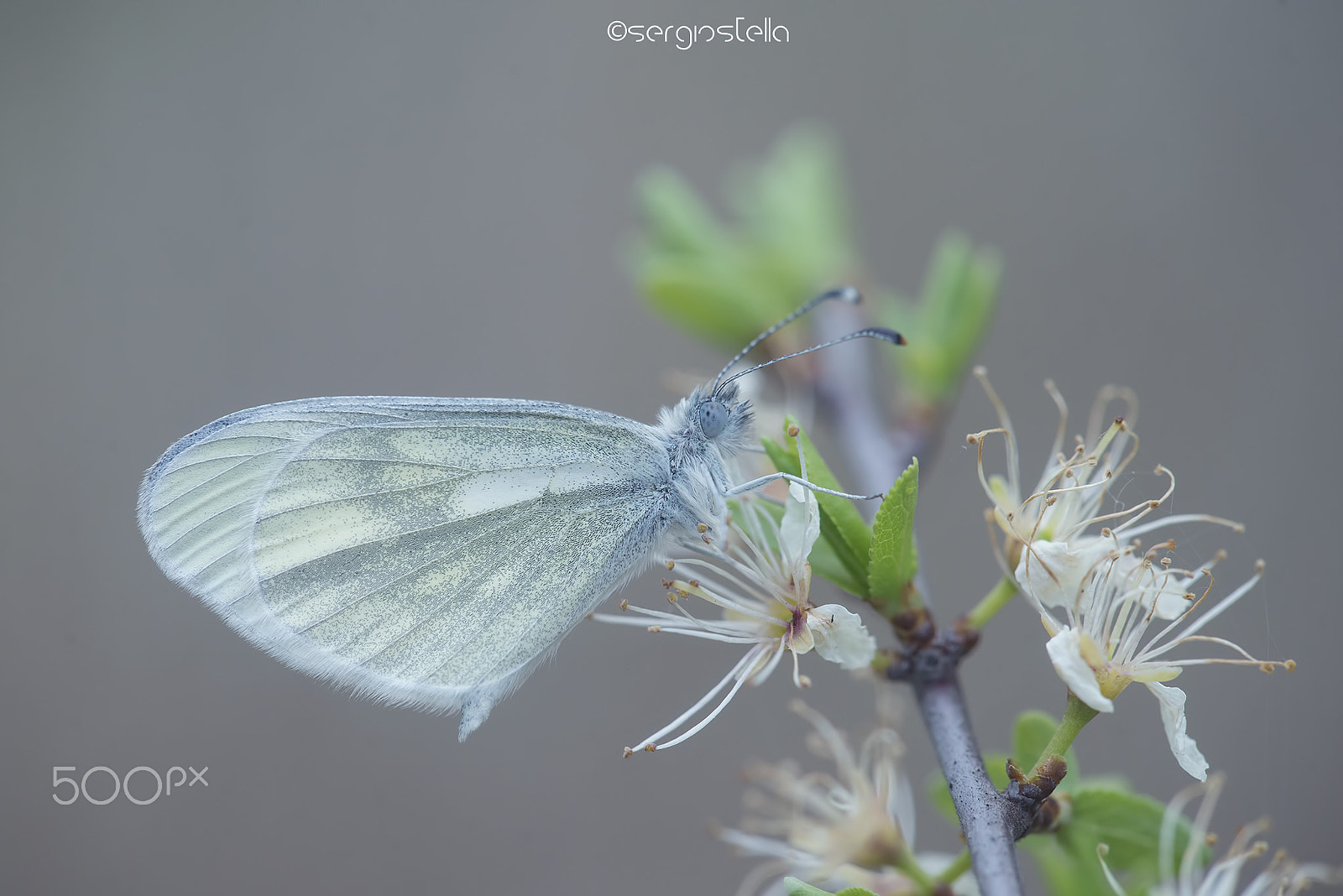 Sigma 150mm F2.8 EX DG Macro HSM sample photo. Leptidea sinapis_____ photography