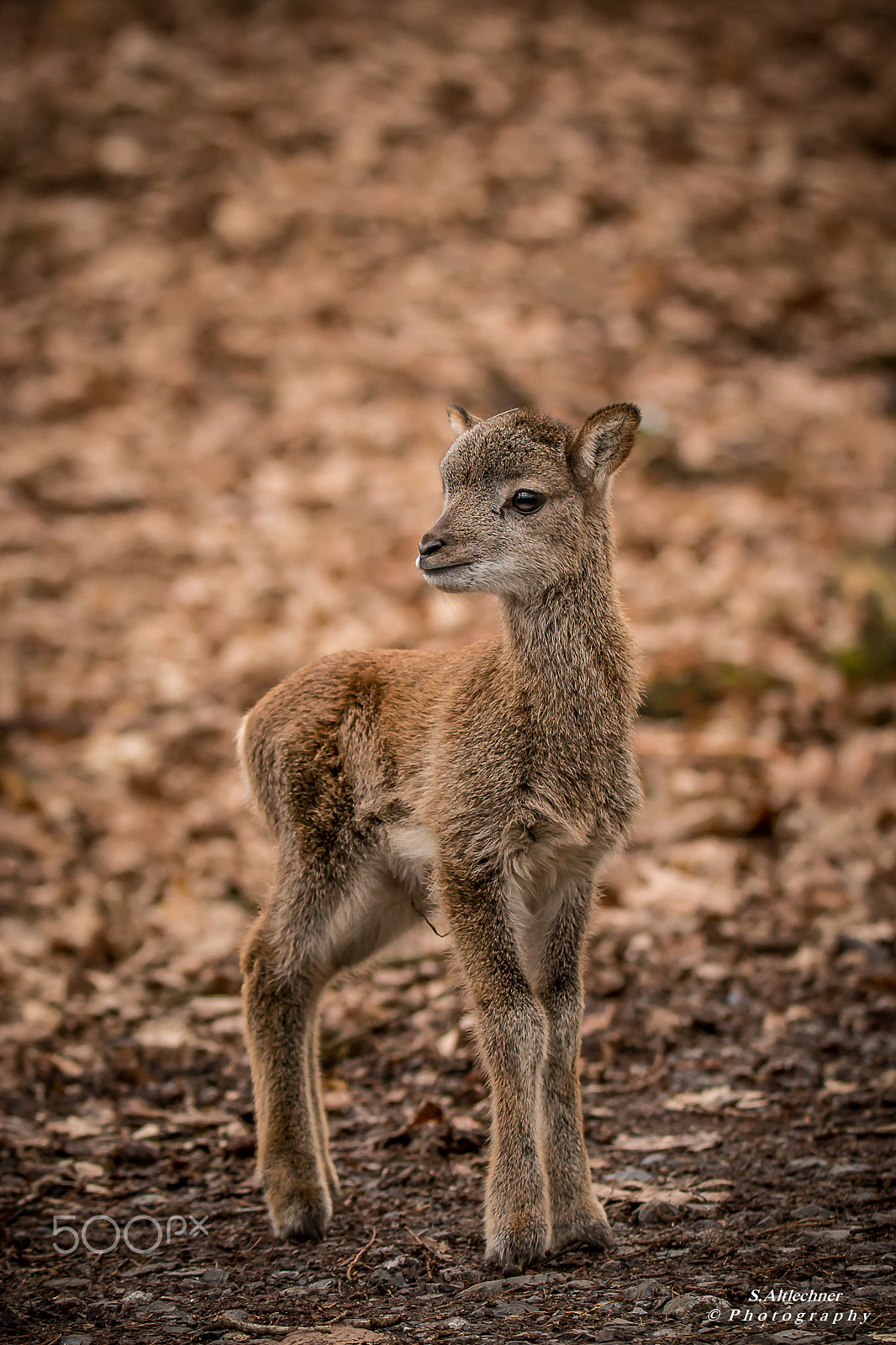 Tamron SP 150-600mm F5-6.3 Di VC USD sample photo. Ein mufflon baby auf entdeckungstour photography
