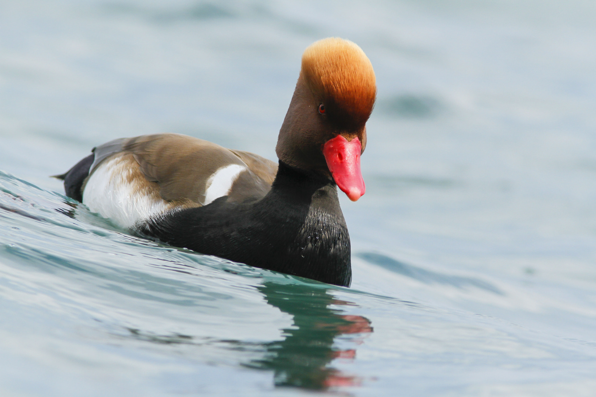 Canon EF 300mm f/4L + 1.4x sample photo. Red-crested pochard in blue photography