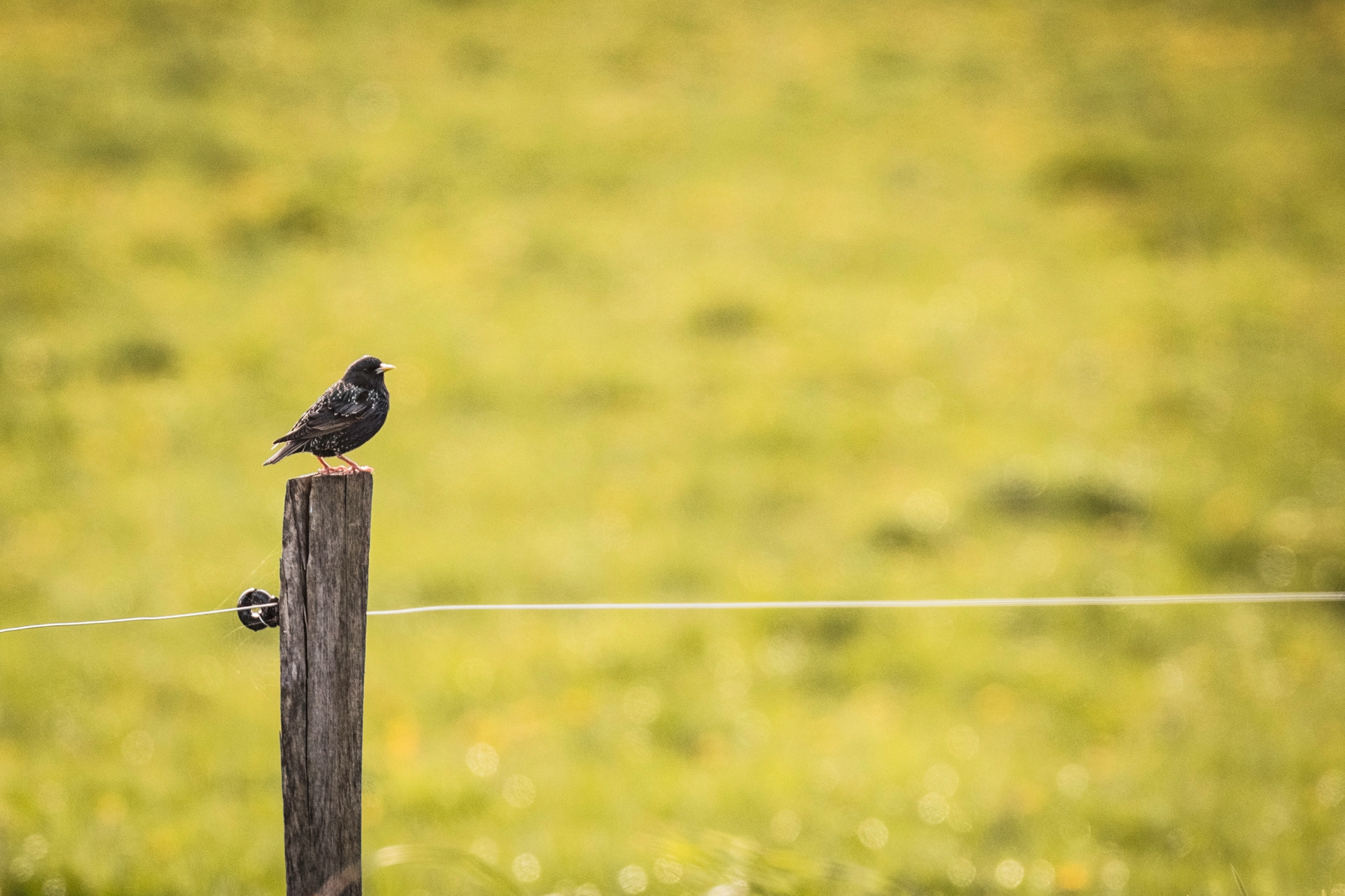 Sigma 120-300mm F2.8 EX DG HSM sample photo. Alone photography