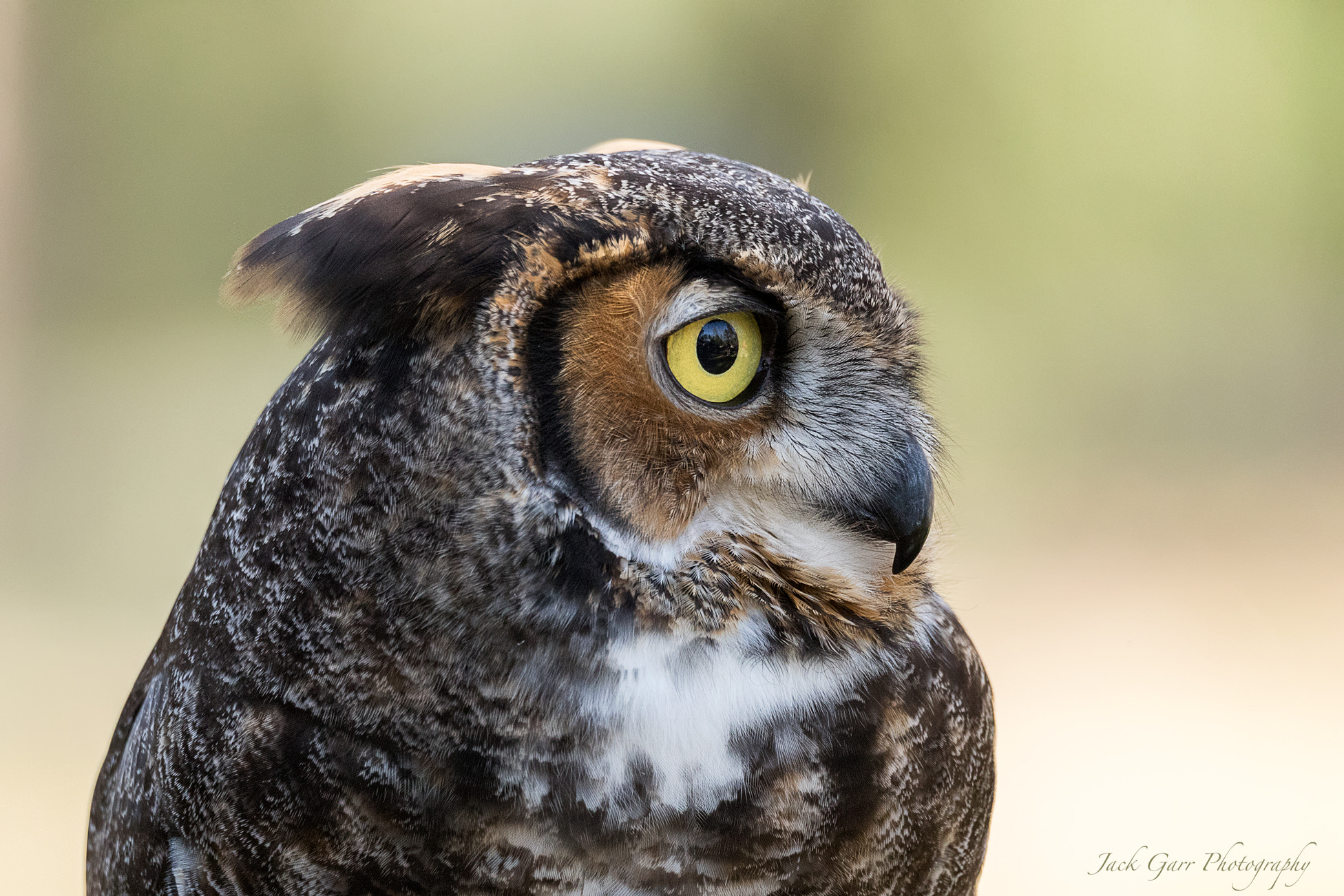 Canon EOS-1D X Mark II sample photo. Great-horned owl profile photography