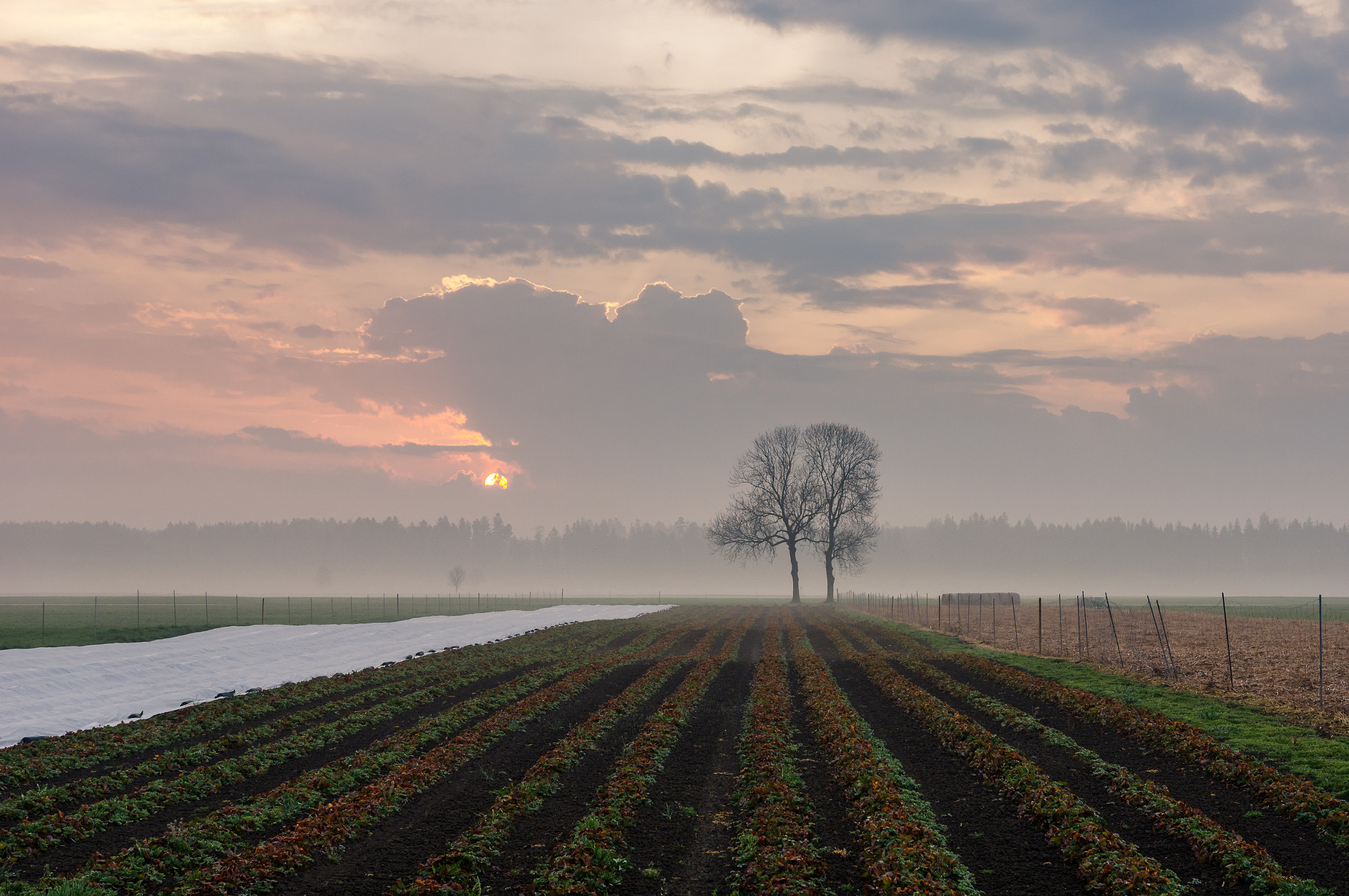 Pentax K-3 II sample photo. Foggy morning photography