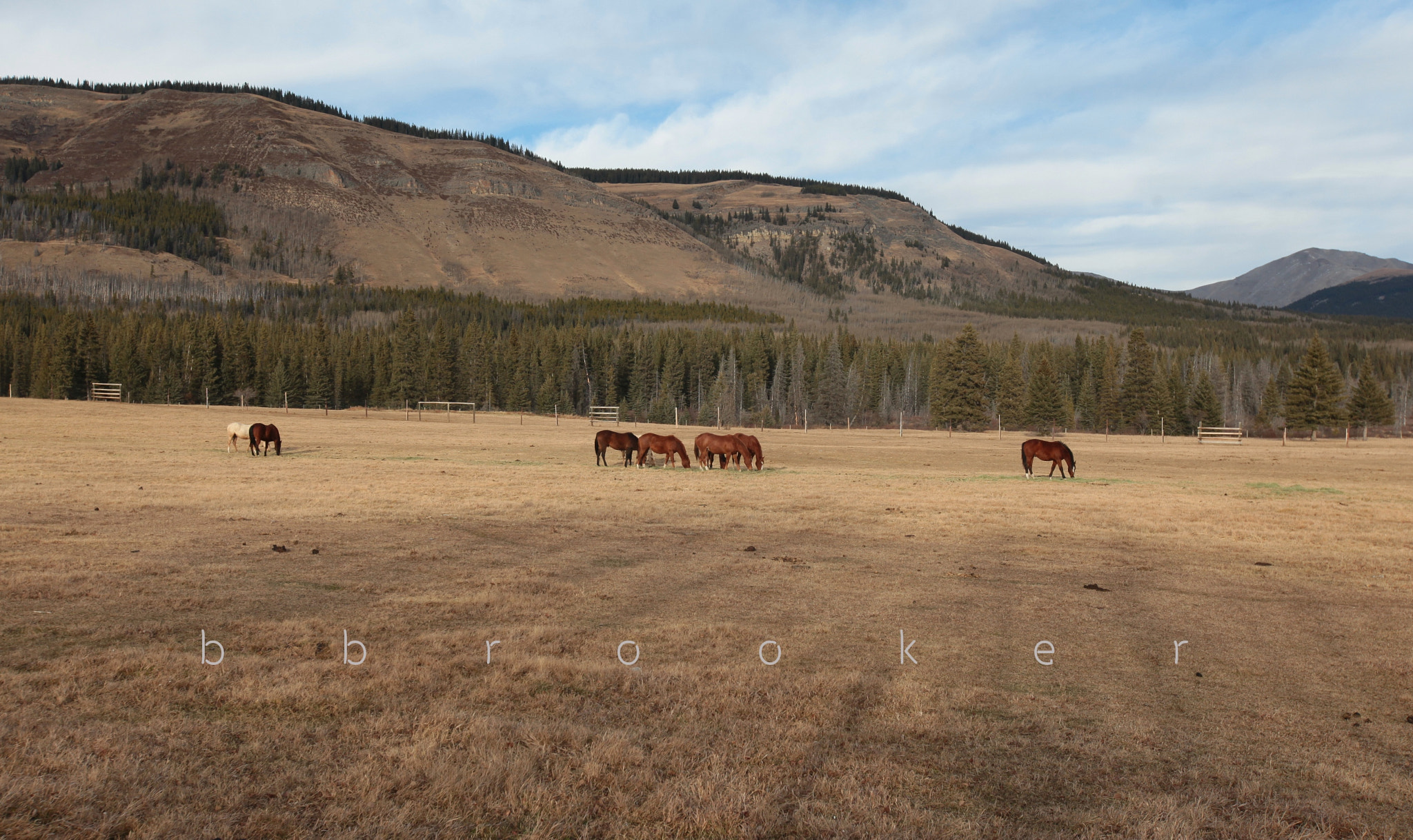 Canon EOS 5D Mark II sample photo. Ya ha horses photography