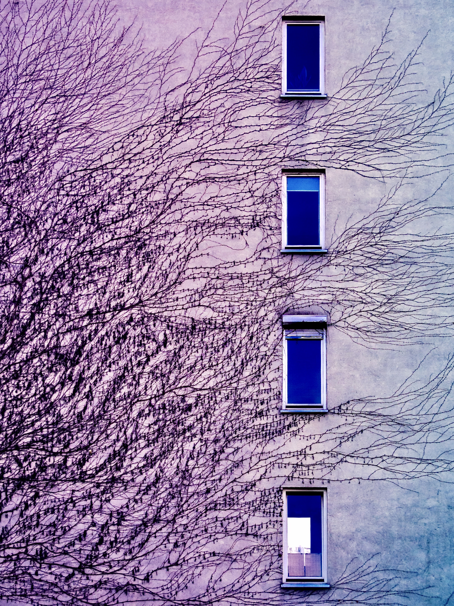 Olympus OM-D E-M10 II sample photo. Rustic wall photography