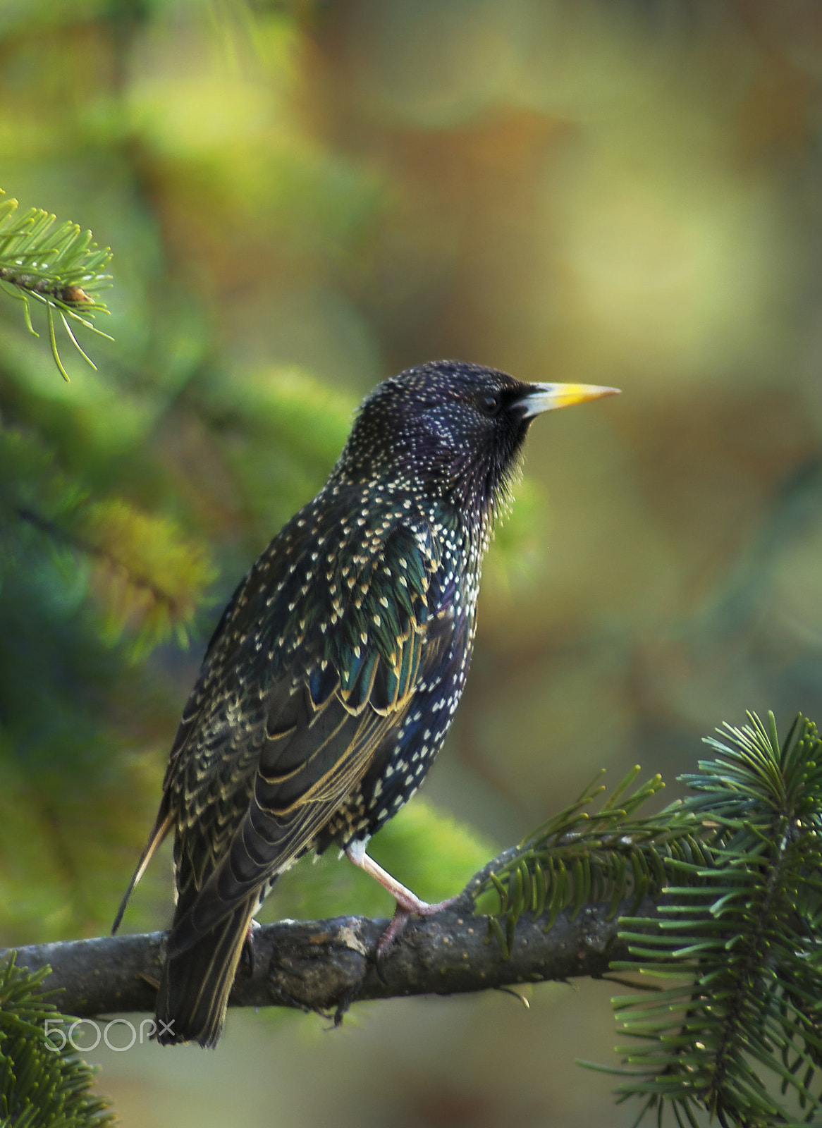 Tamron AF 70-300mm F4-5.6 LD Macro 1:2 sample photo. Starling photography