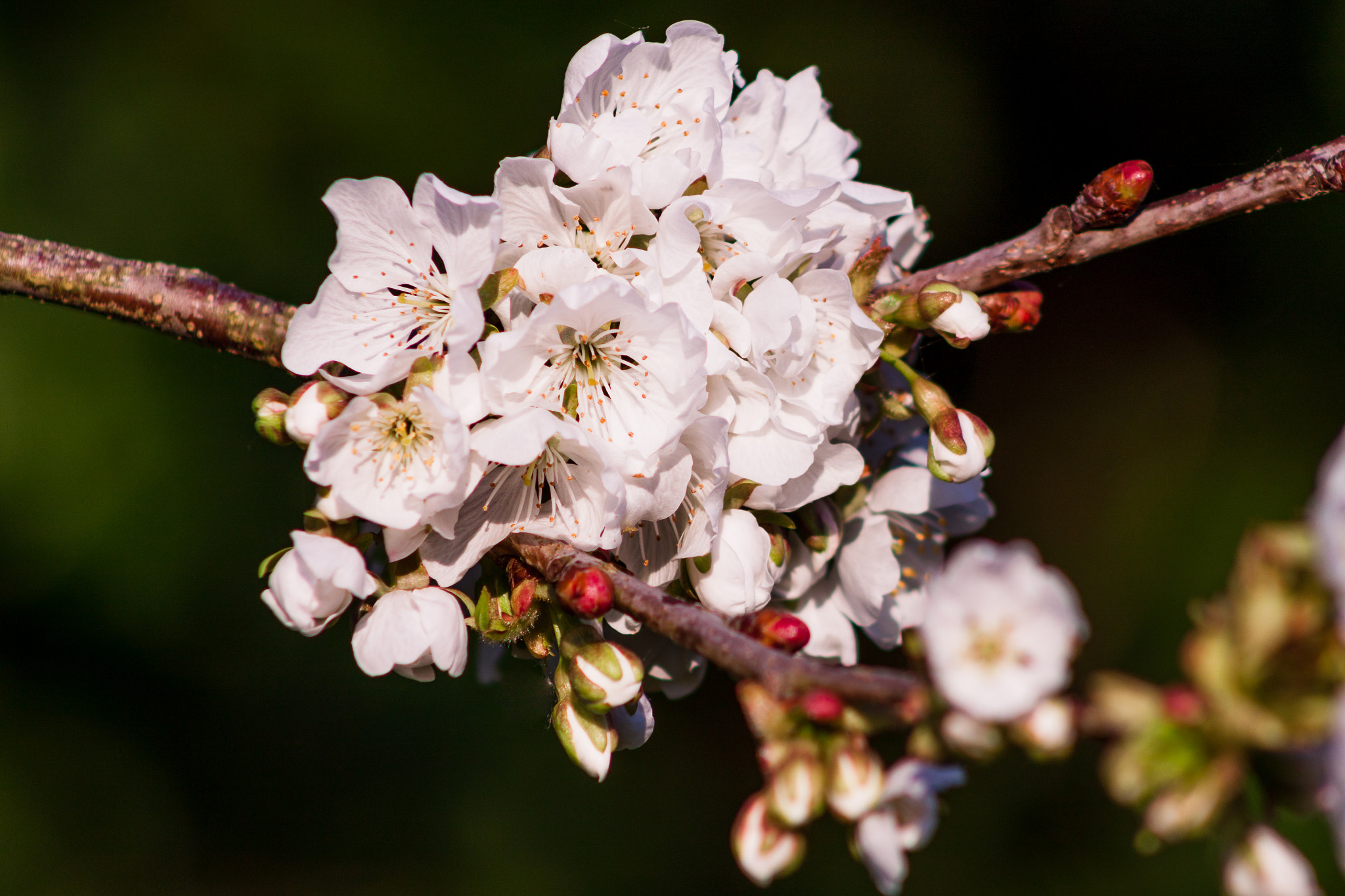 Canon EOS 500D (EOS Rebel T1i / EOS Kiss X3) + EF75-300mm f/4-5.6 sample photo. Spring, welcome! photography