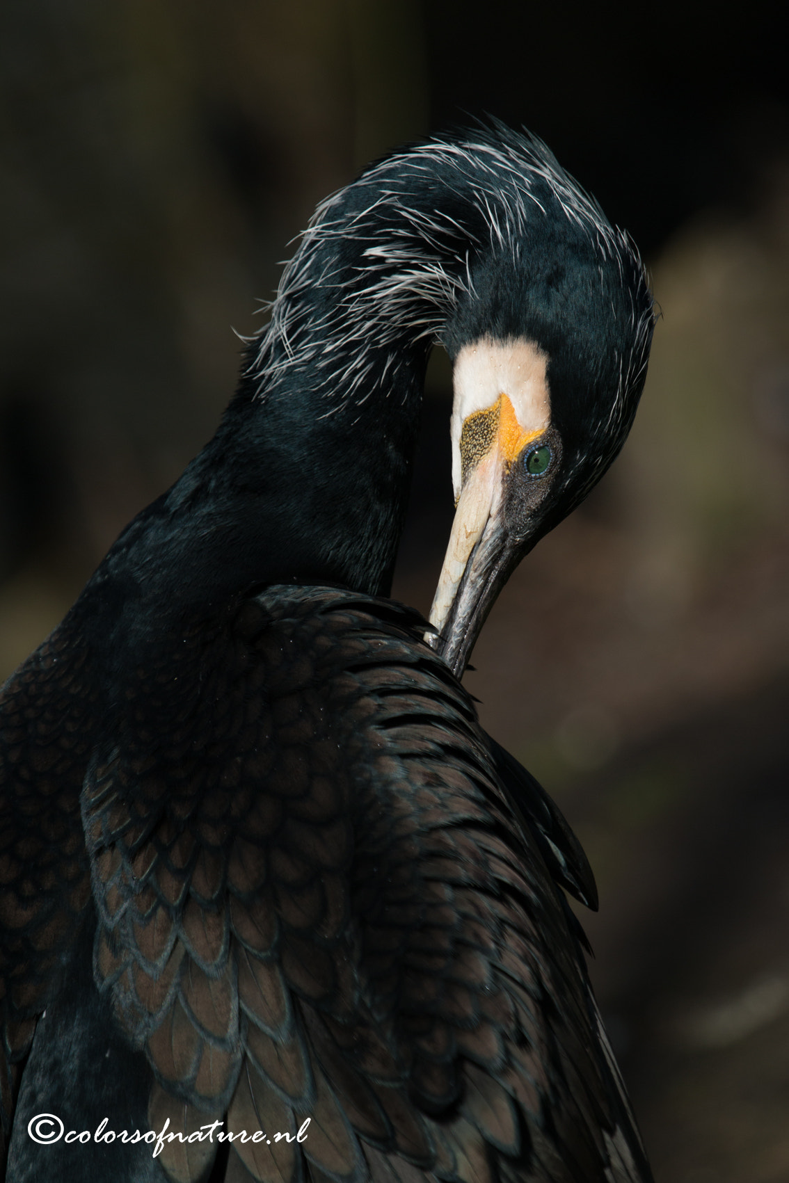 Canon EF 100-400mm F4.5-5.6L IS USM sample photo. Aalscholver photography