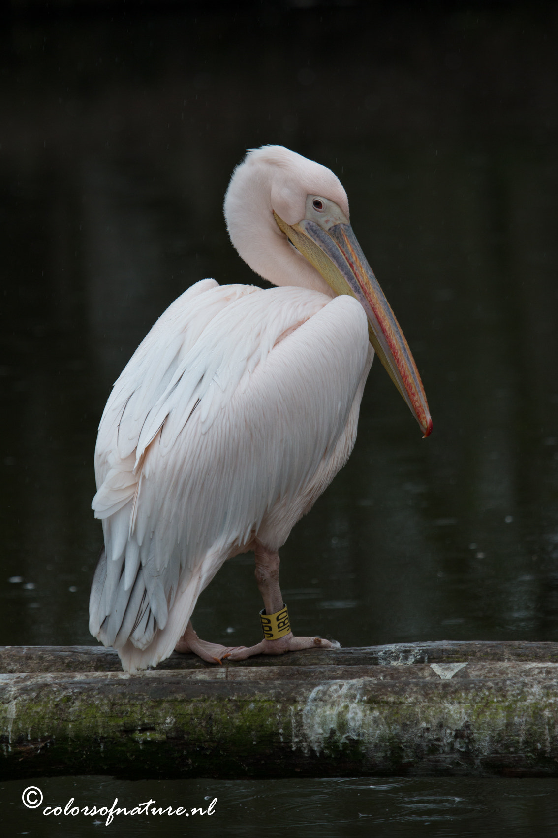 Canon EOS 70D + Canon EF 100-400mm F4.5-5.6L IS USM sample photo. Behined my shoulder photography