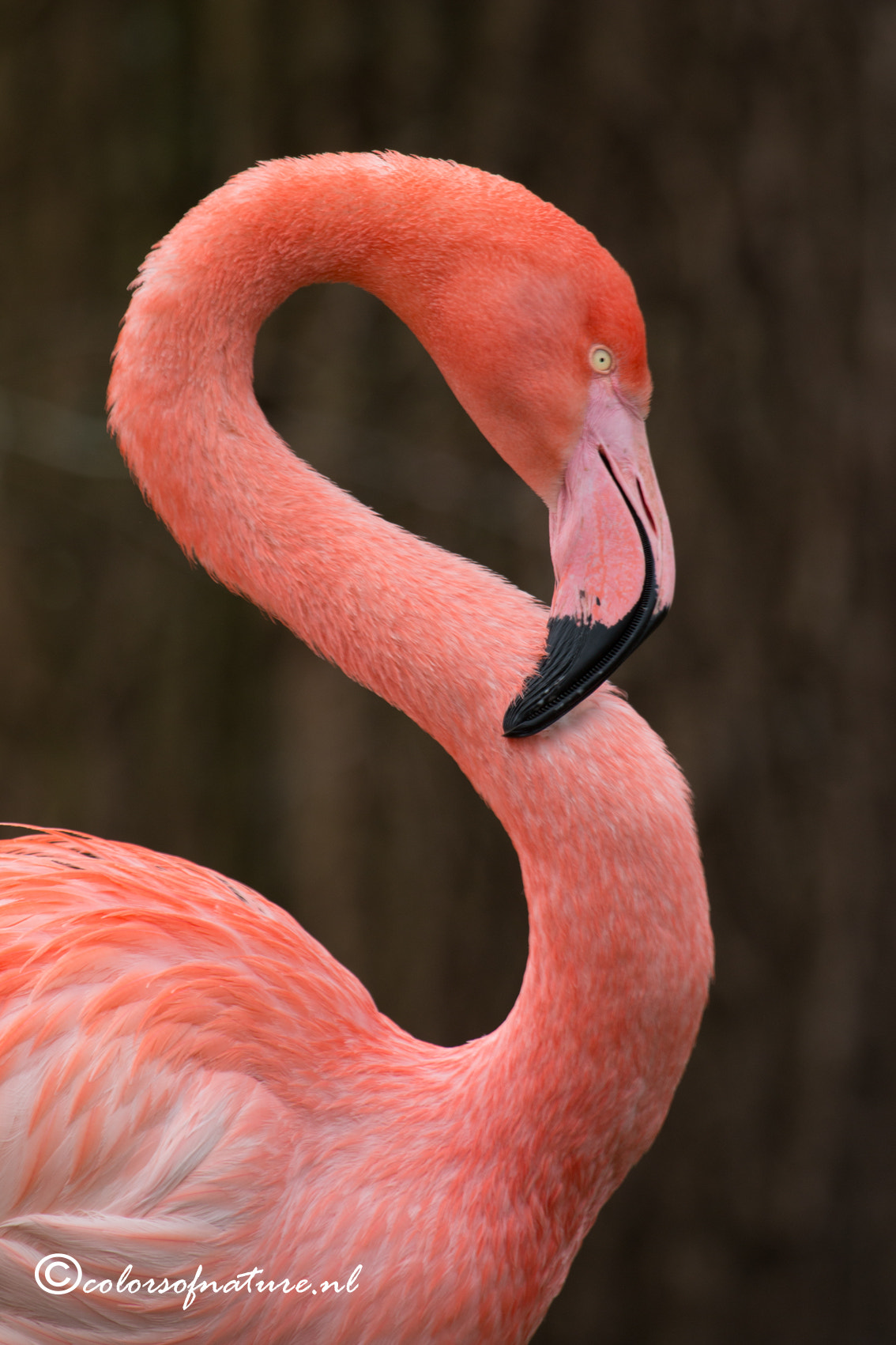 Canon EF 100-400mm F4.5-5.6L IS USM sample photo. I feel pretty photography