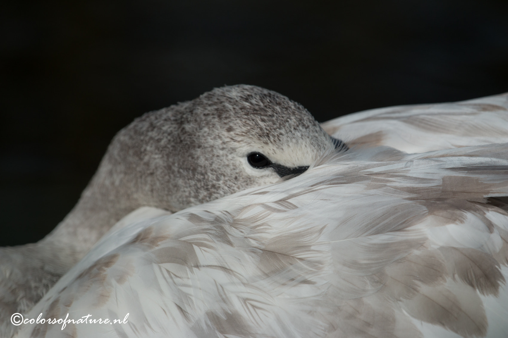 Canon EF 100-400mm F4.5-5.6L IS USM sample photo. Swan photography
