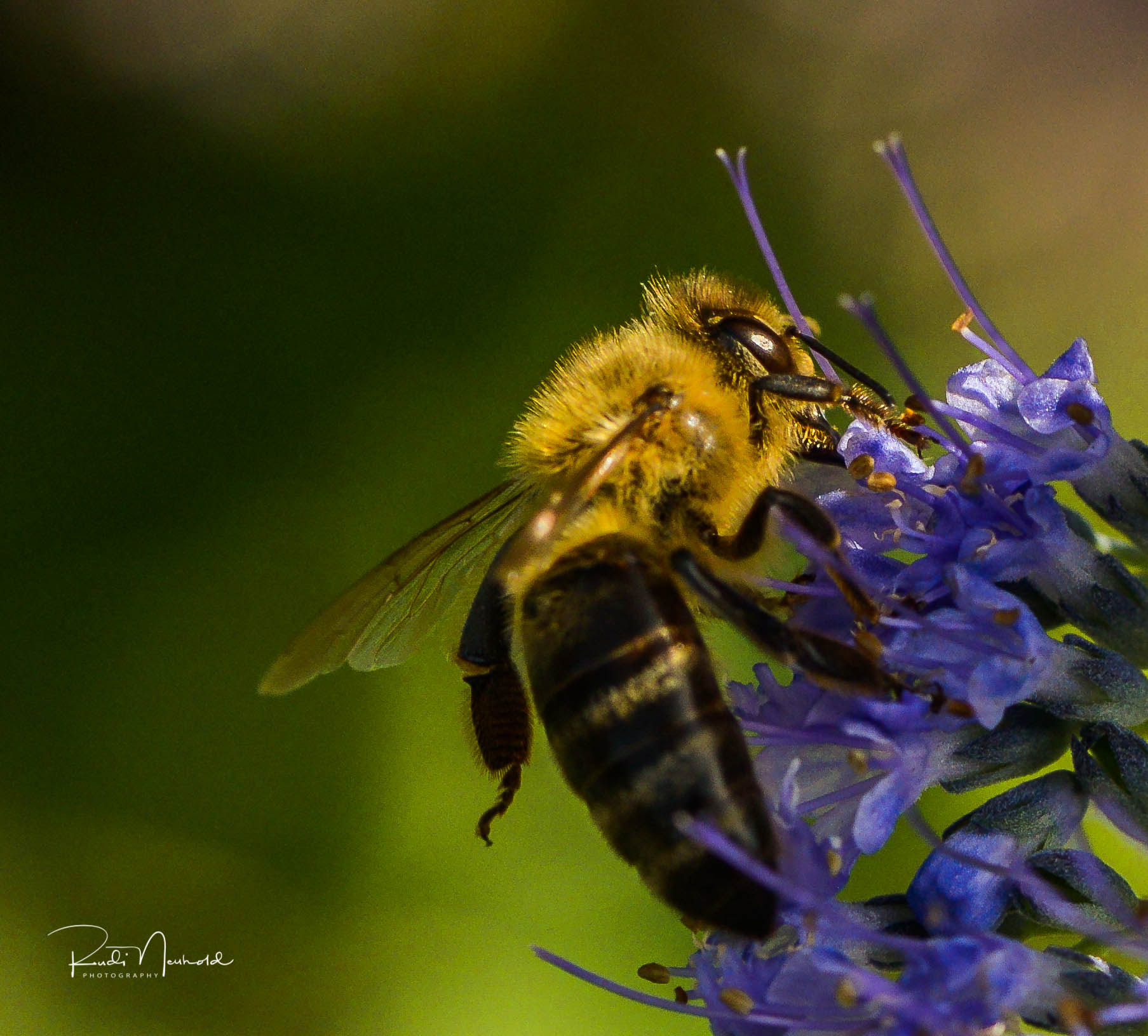 Nikon AF-S Micro-Nikkor 105mm F2.8G IF-ED VR sample photo. Biene photography