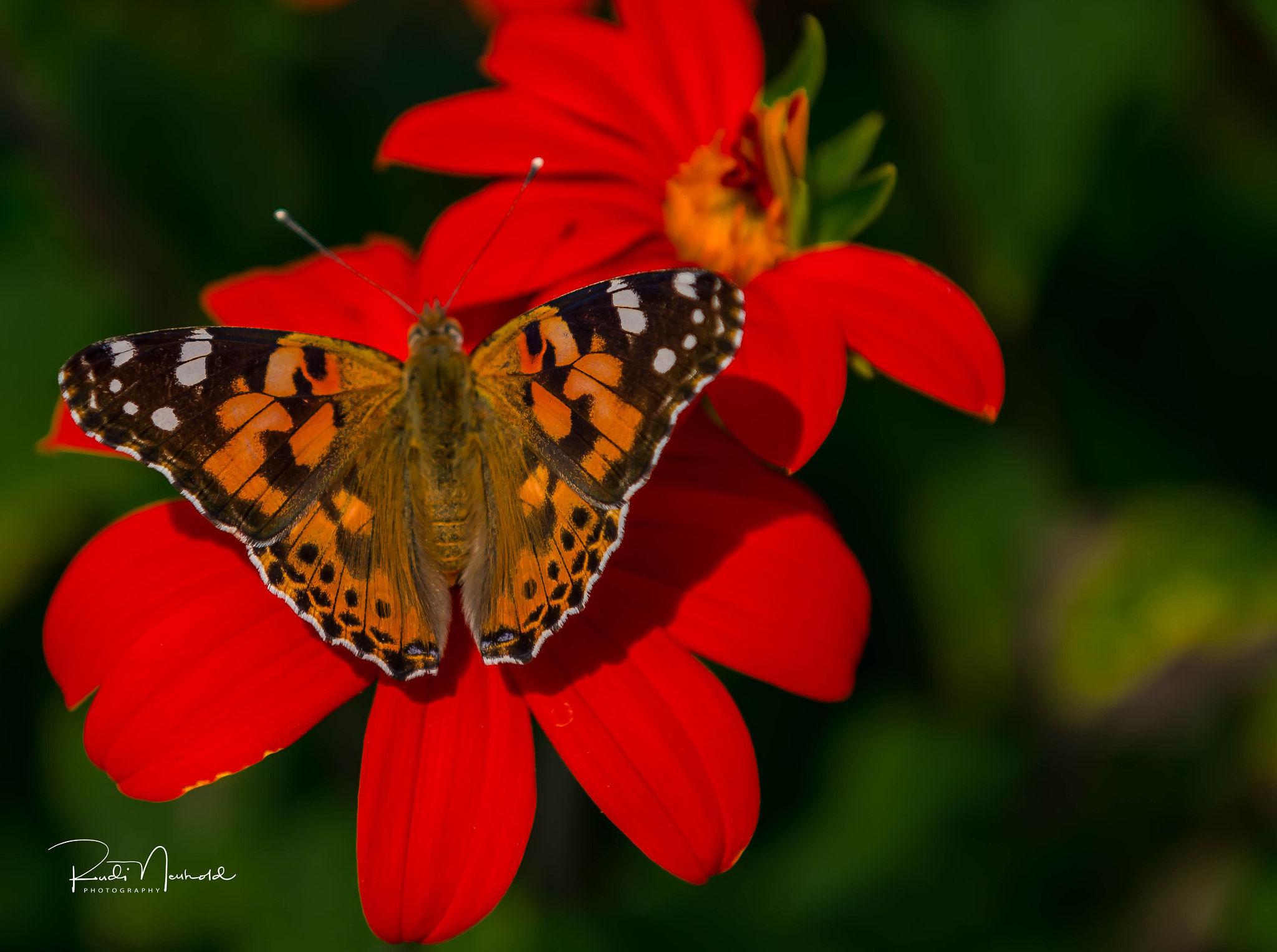 Nikon AF-S Nikkor 24-70mm F2.8G ED sample photo. Fuchs auf roter blüte photography
