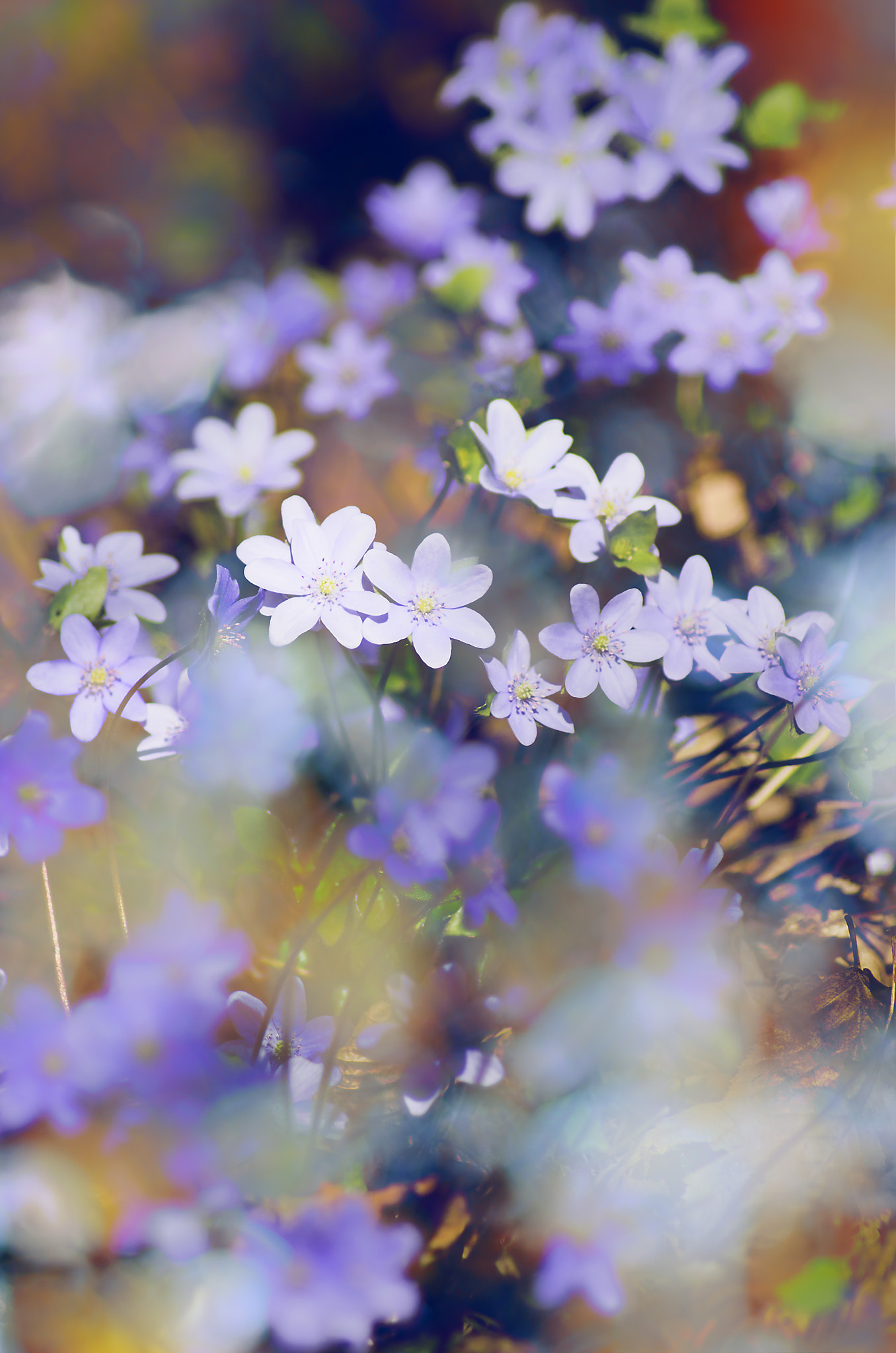Tamron AF 70-300mm F4-5.6 LD Macro 1:2 sample photo. Flower carpet photography
