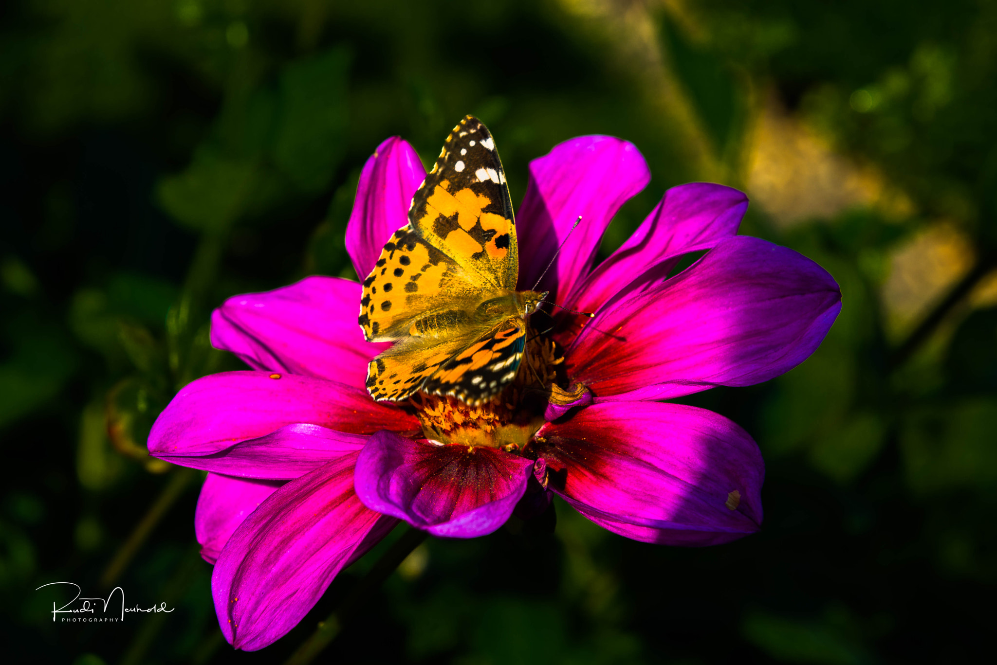 Nikon D600 sample photo. Schmetterling auf blüte photography