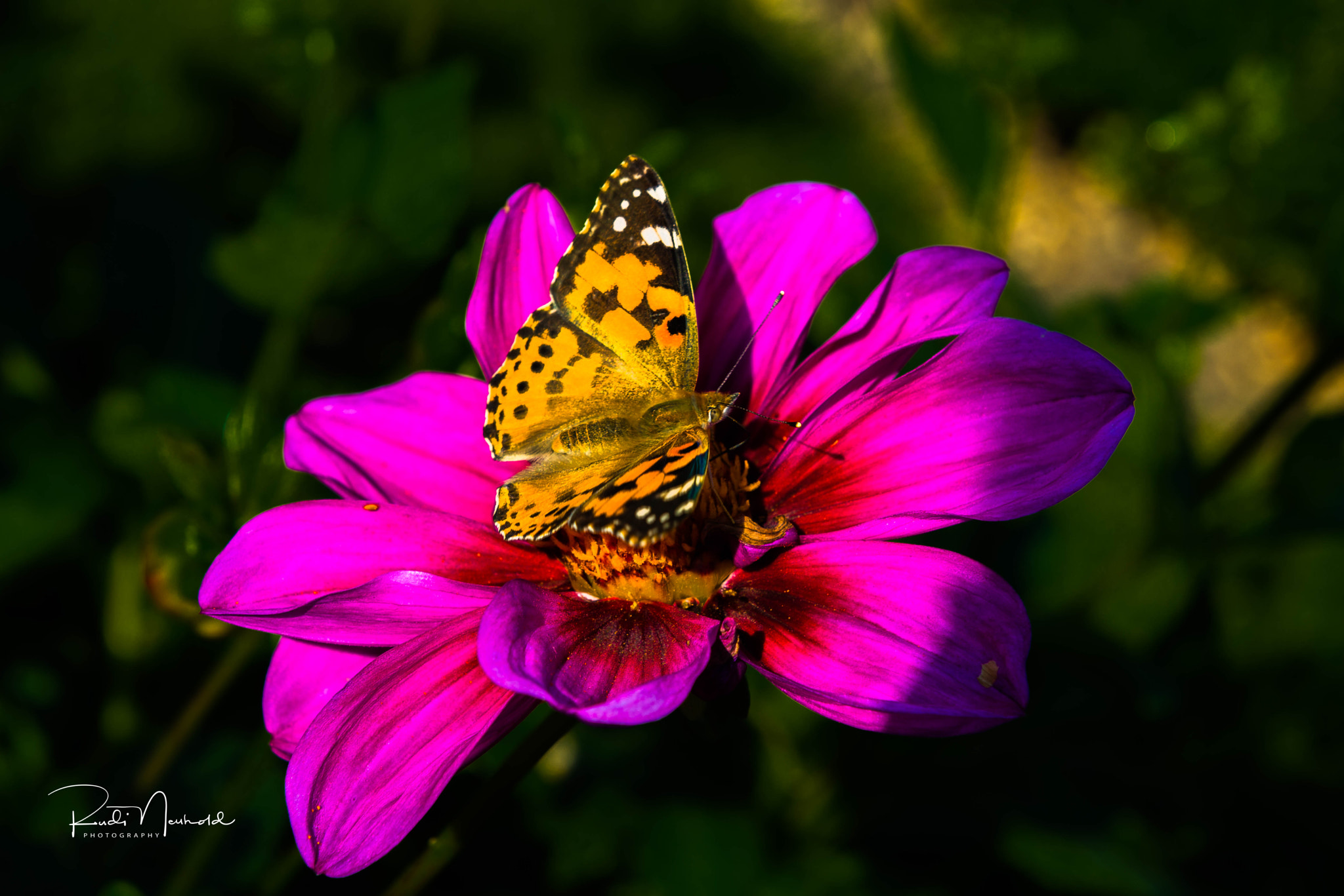 Nikon AF-S Nikkor 24-70mm F2.8G ED sample photo. Schmetterling auf blüte photography