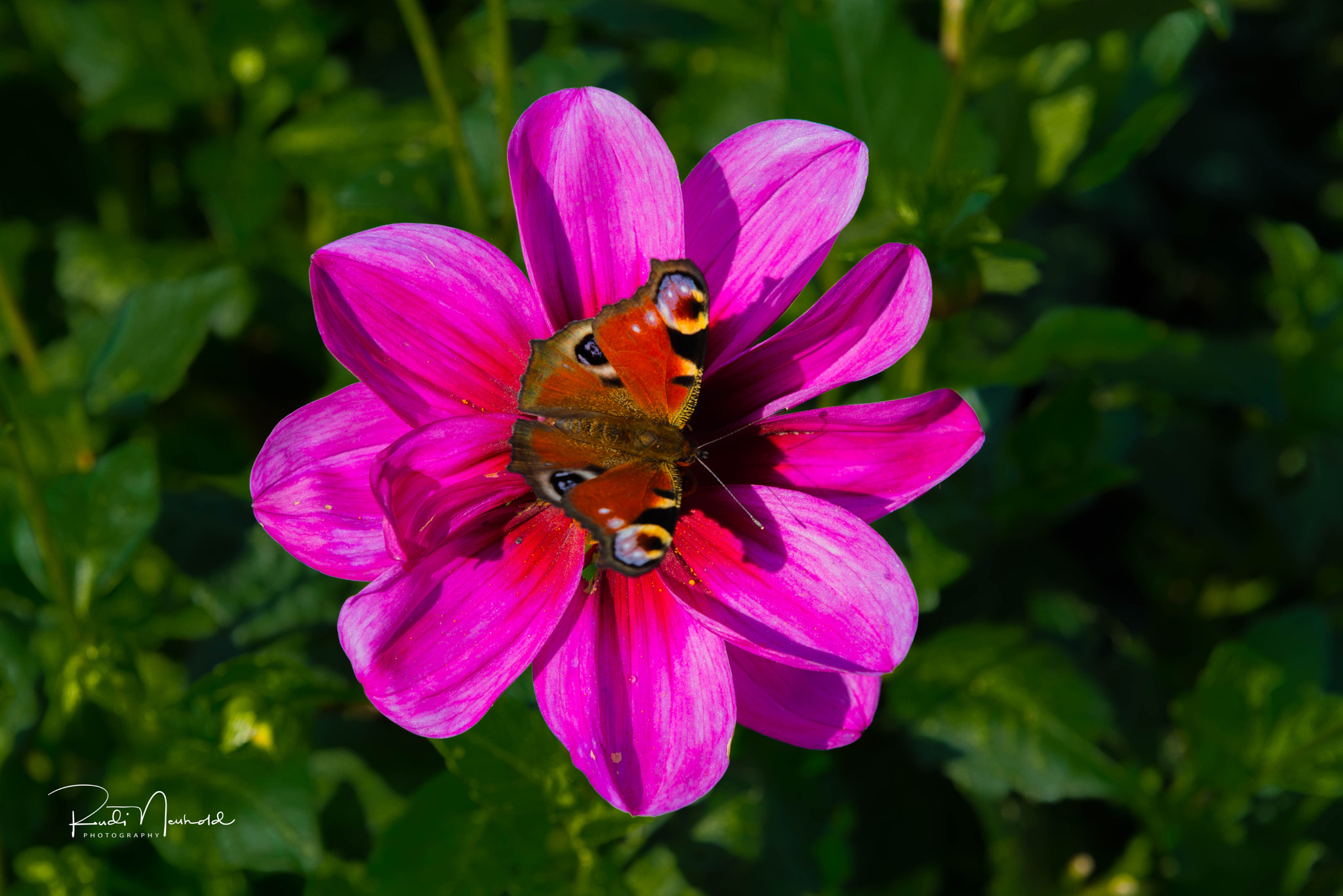 Nikon AF-S Nikkor 24-70mm F2.8G ED sample photo. Tagpfauenauge auf blüte photography