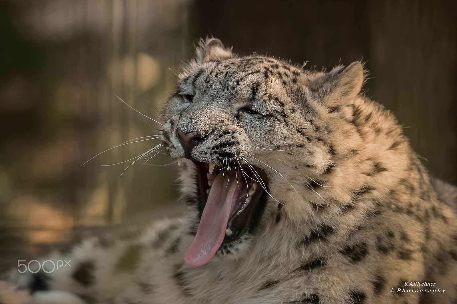Tamron SP 150-600mm F5-6.3 Di VC USD sample photo. Snow leopard photography