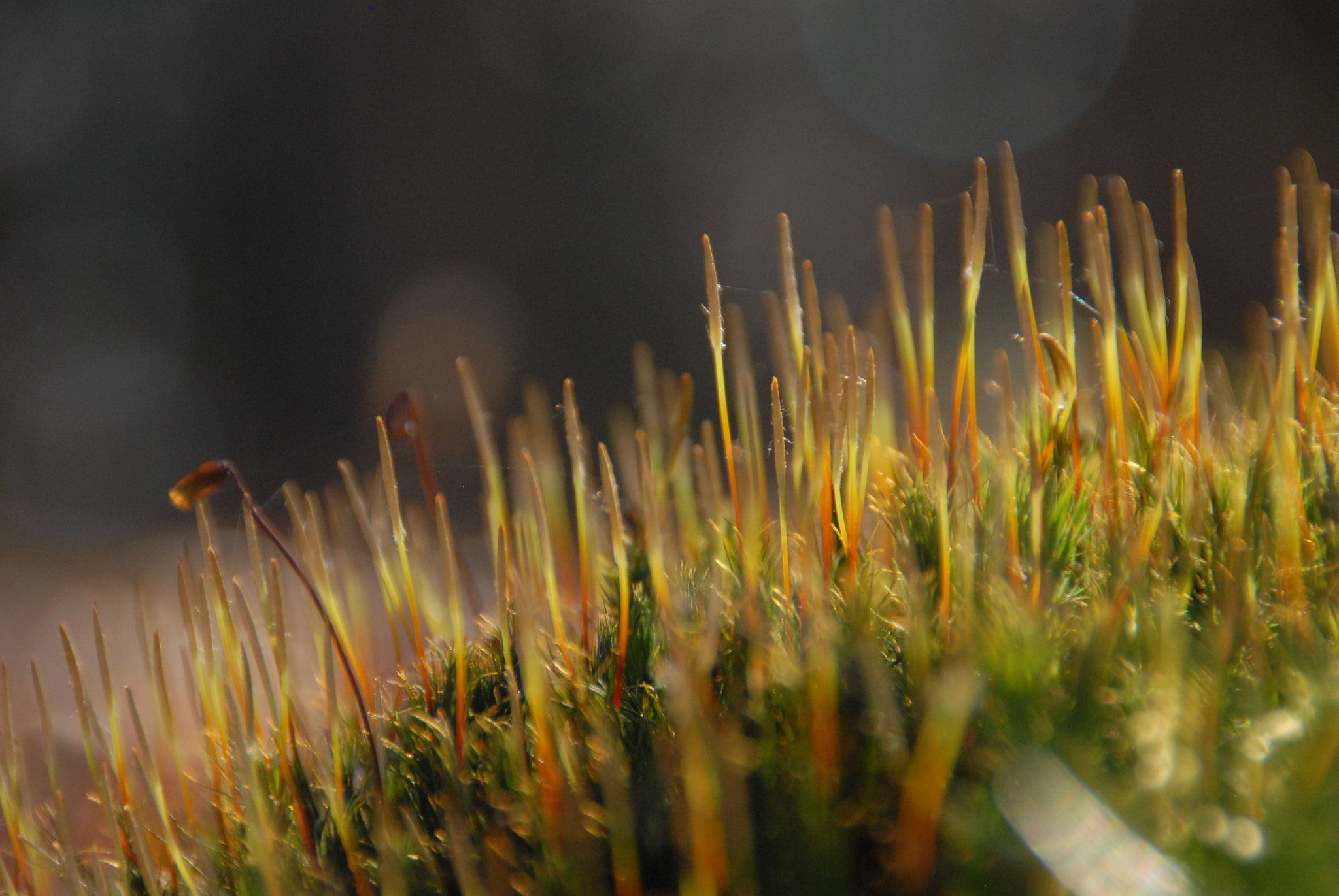 Nikon D200 sample photo. Hairy moss photography