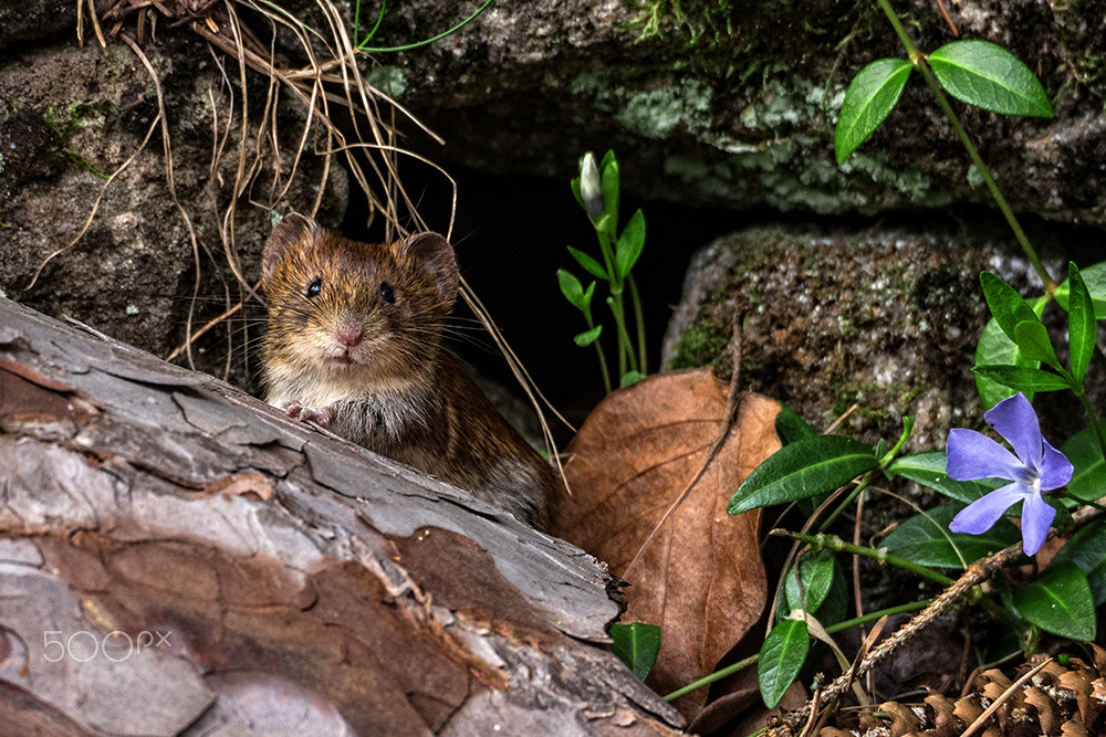 Olympus OM-D E-M5 II sample photo. Hello! photography