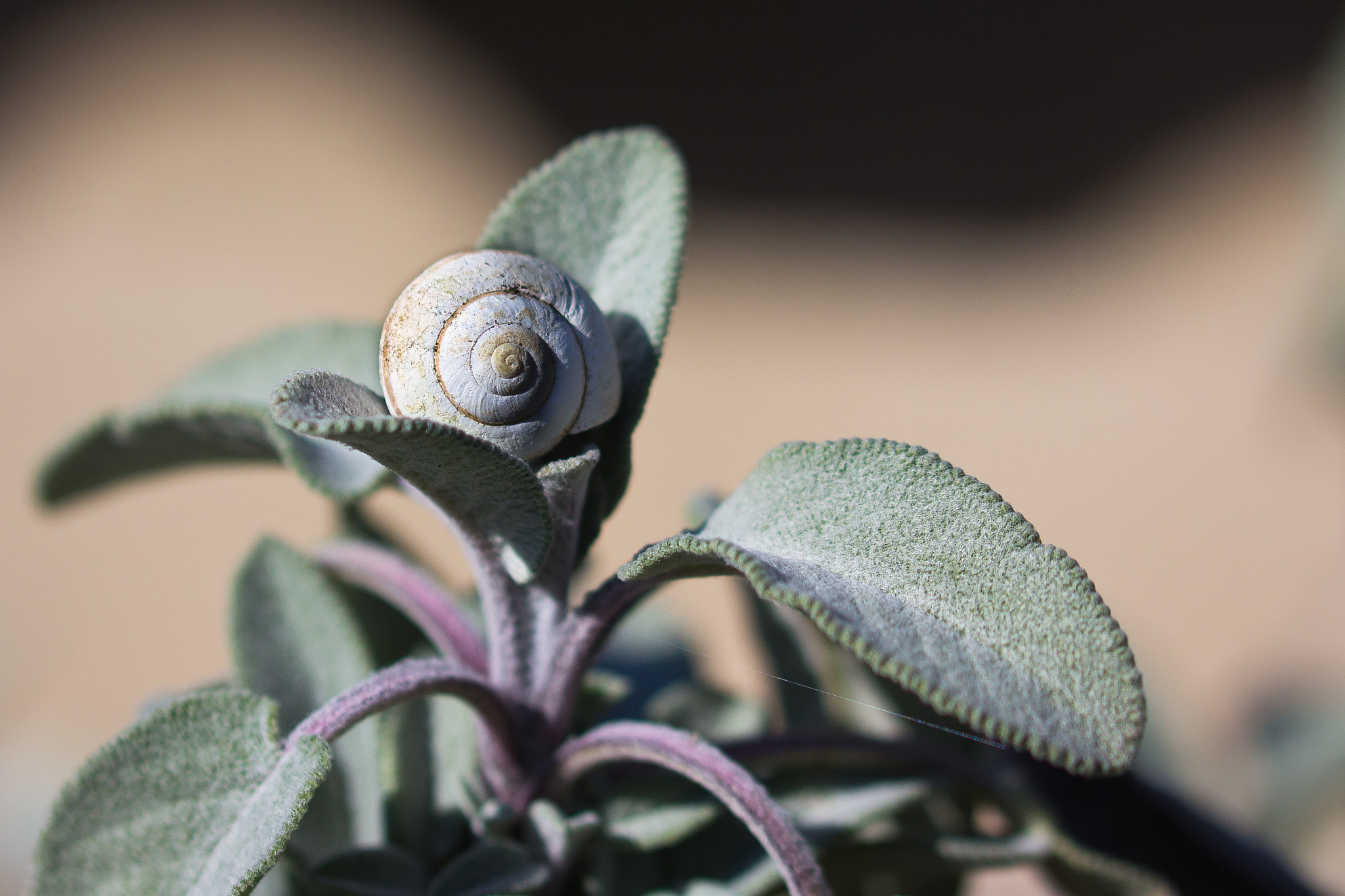 Canon EOS 60D + Canon EF 100mm F2.8L Macro IS USM sample photo. Sage and snail shell photography