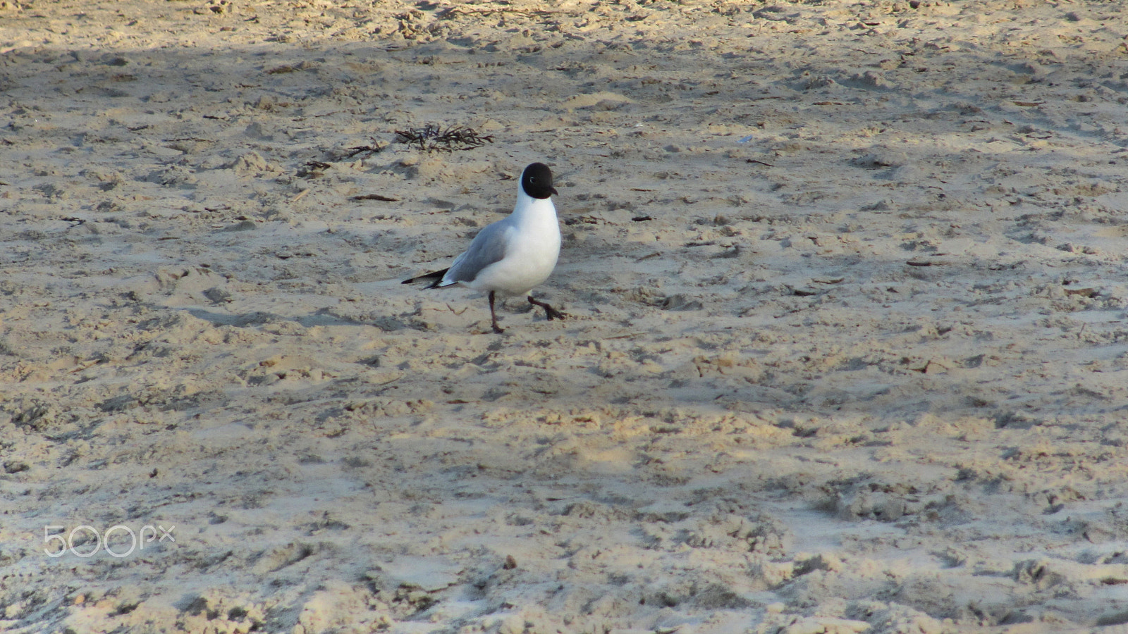 Canon PowerShot SX120 IS sample photo. Seagull walking on a sand beach photography