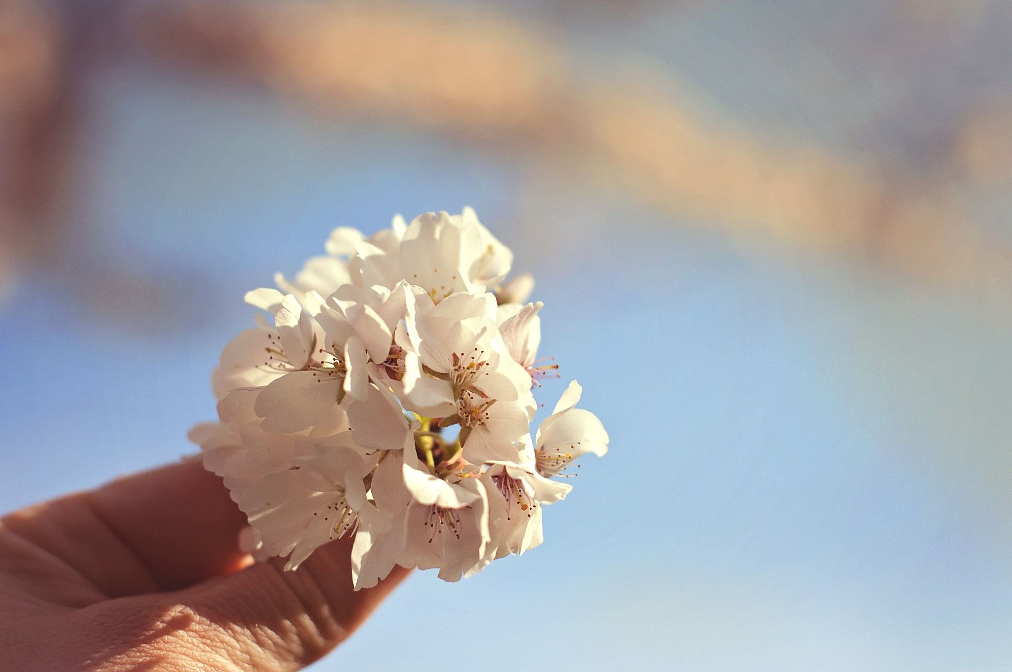 Nikon D90 sample photo. Cherry blossoms photography