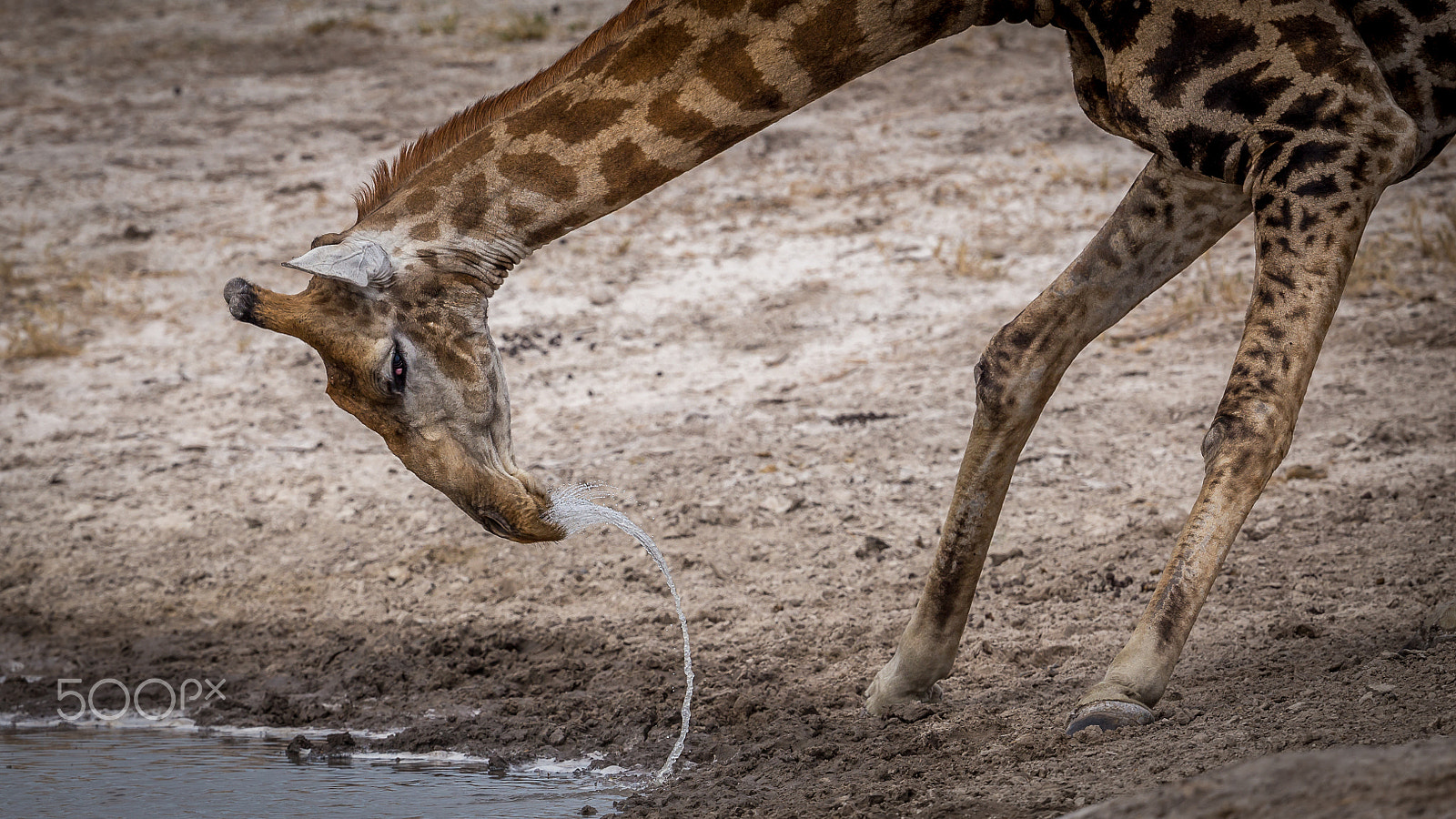 Canon EF 500mm F4L IS II USM sample photo. Water bending giraffe photography