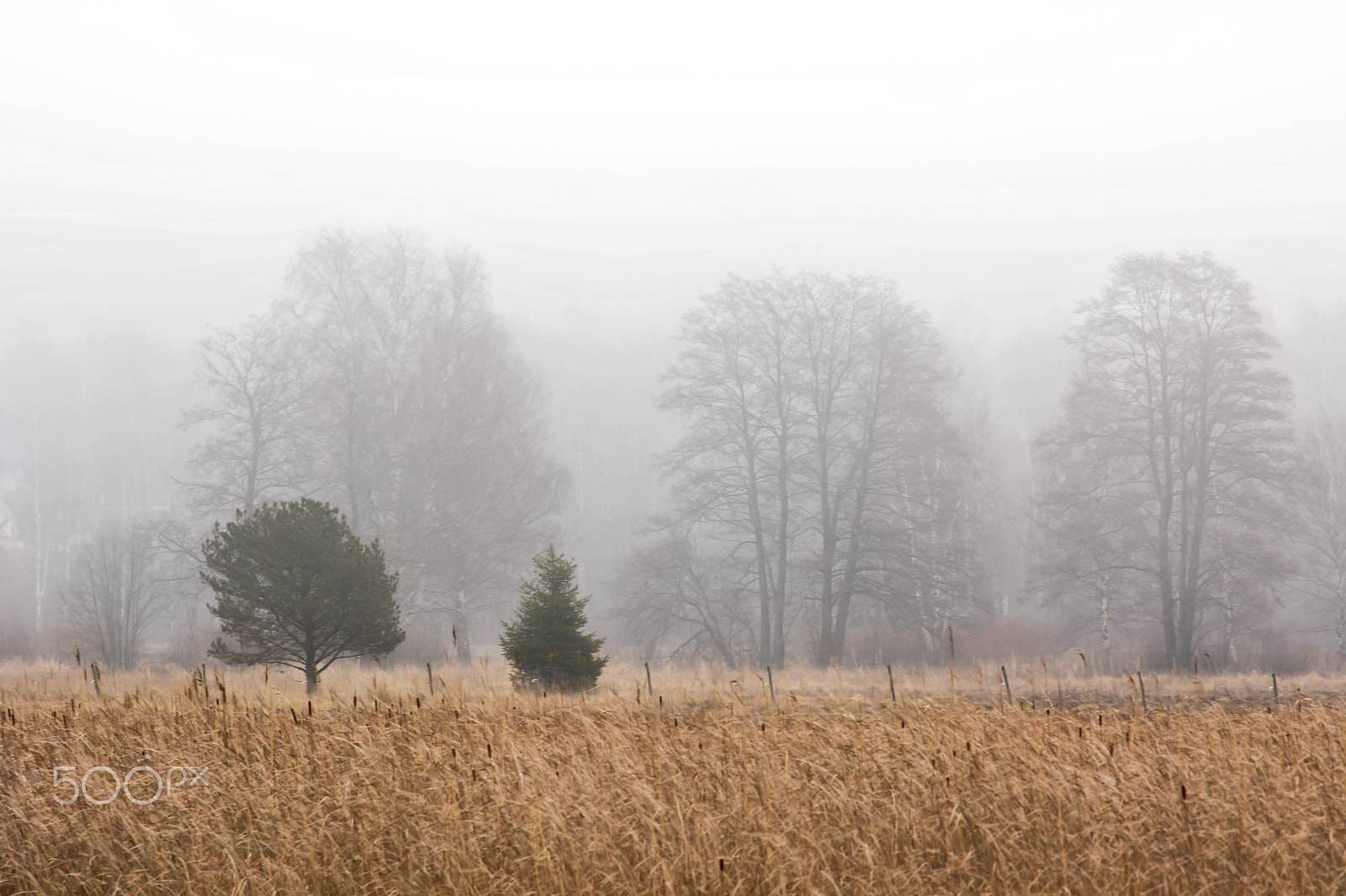 Nikon D5200 sample photo. Morning mist and trees photography