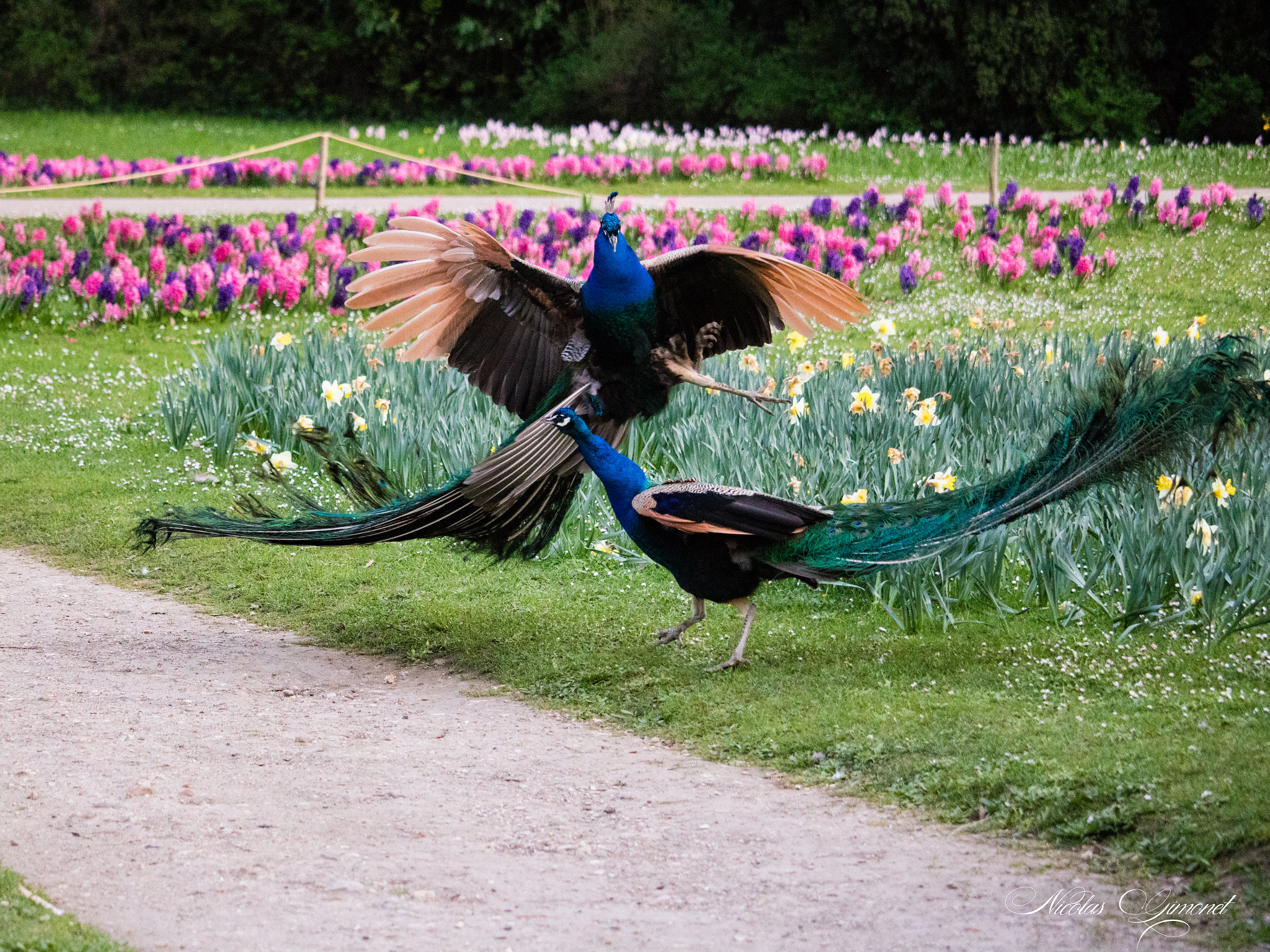 Canon EF-S 55-250mm F4-5.6 IS STM sample photo. Peacock confrontation photography