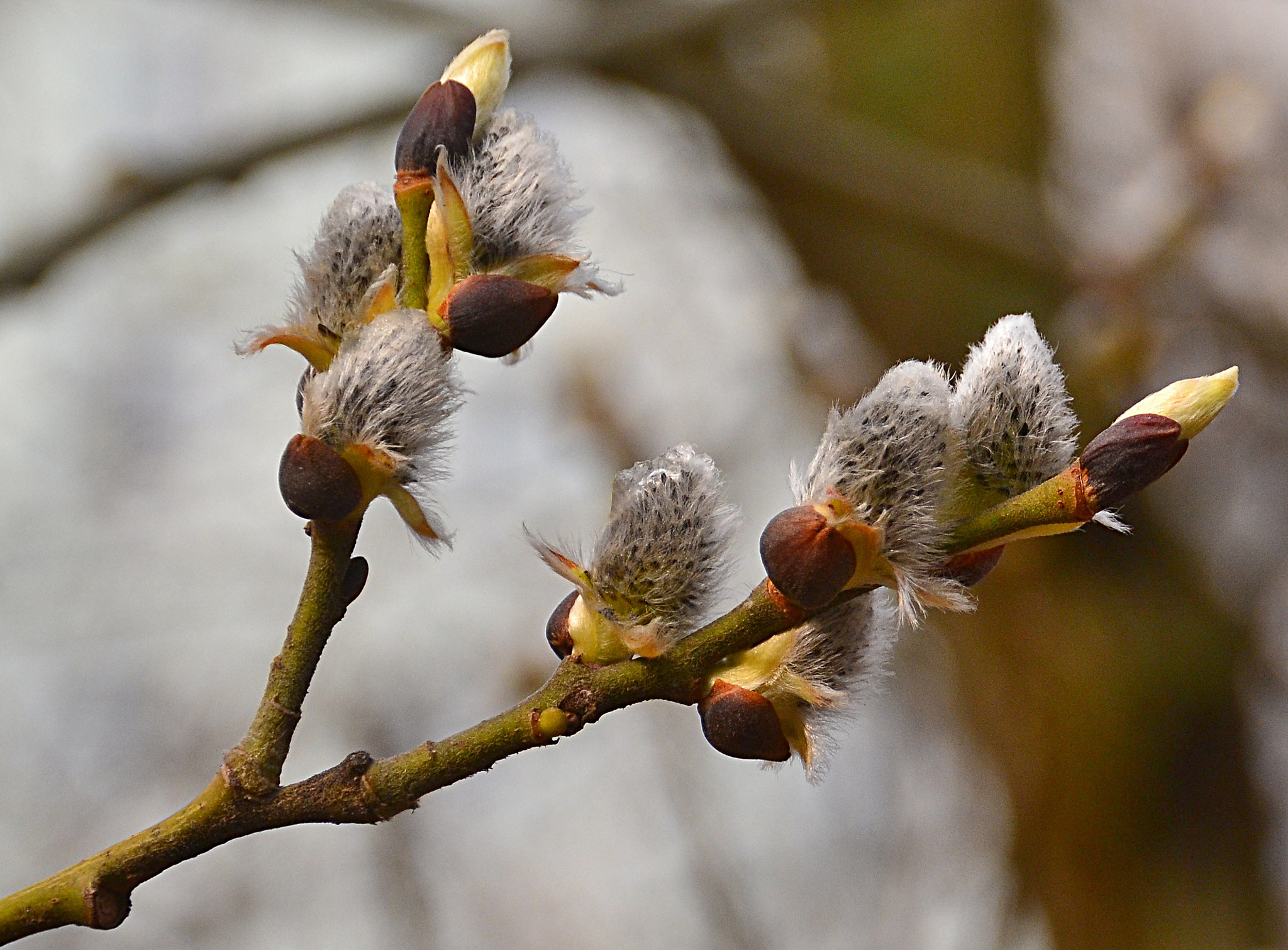 Nikon D3100 sample photo. Willow triangle photography