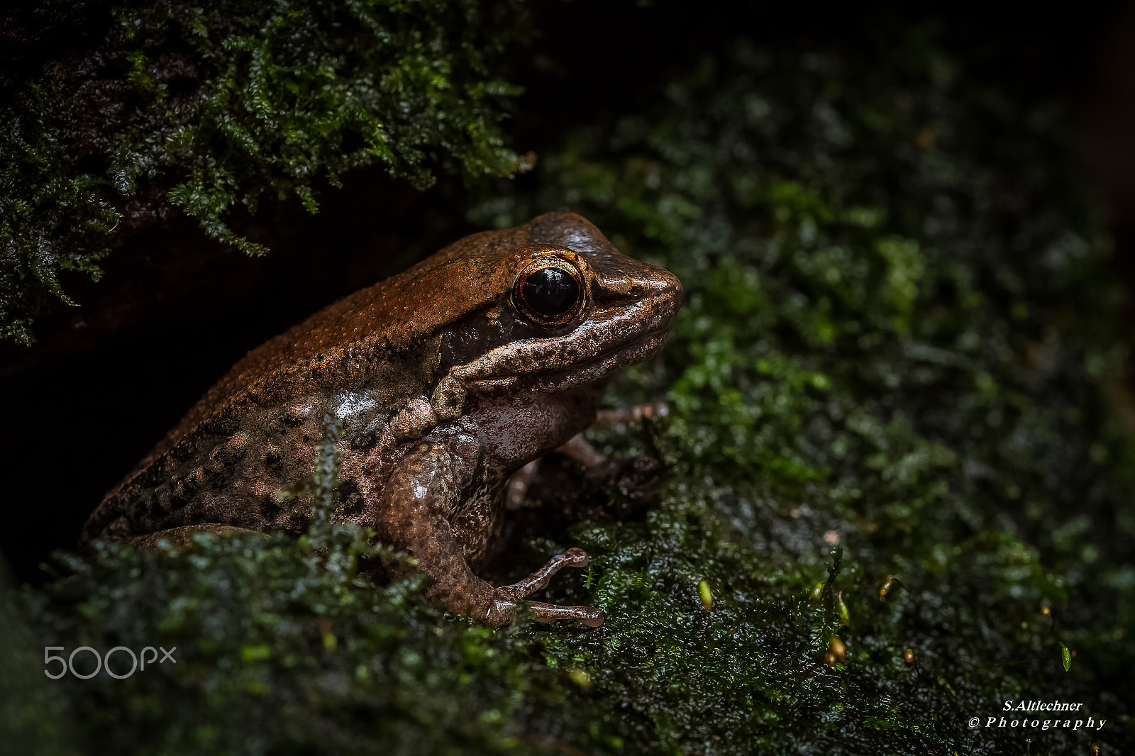 Sigma 105mm F2.8 EX DG OS HSM sample photo. Siamesischer braunfrosch photography