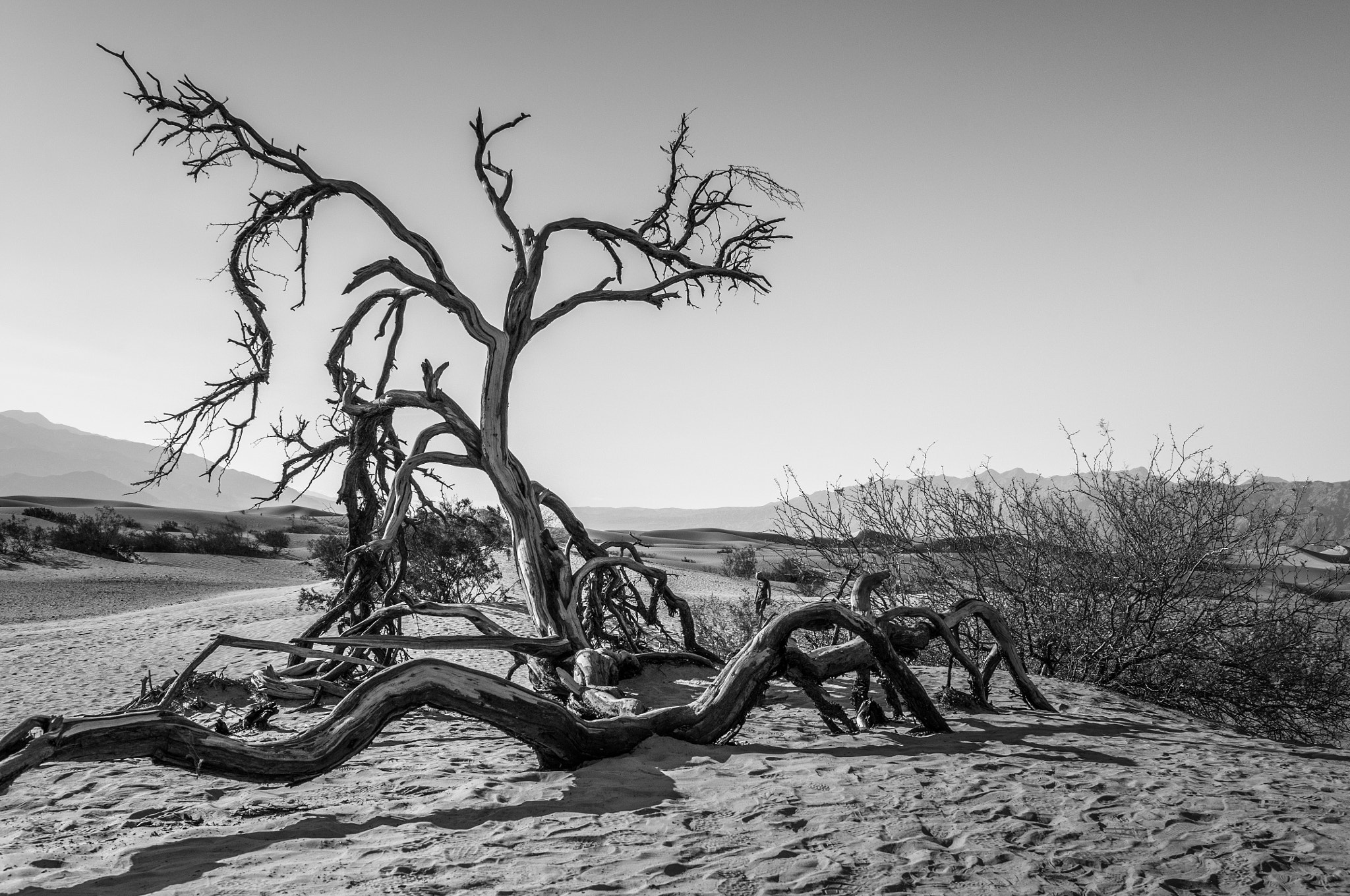 Pentax K-r sample photo. Desertic tree photography