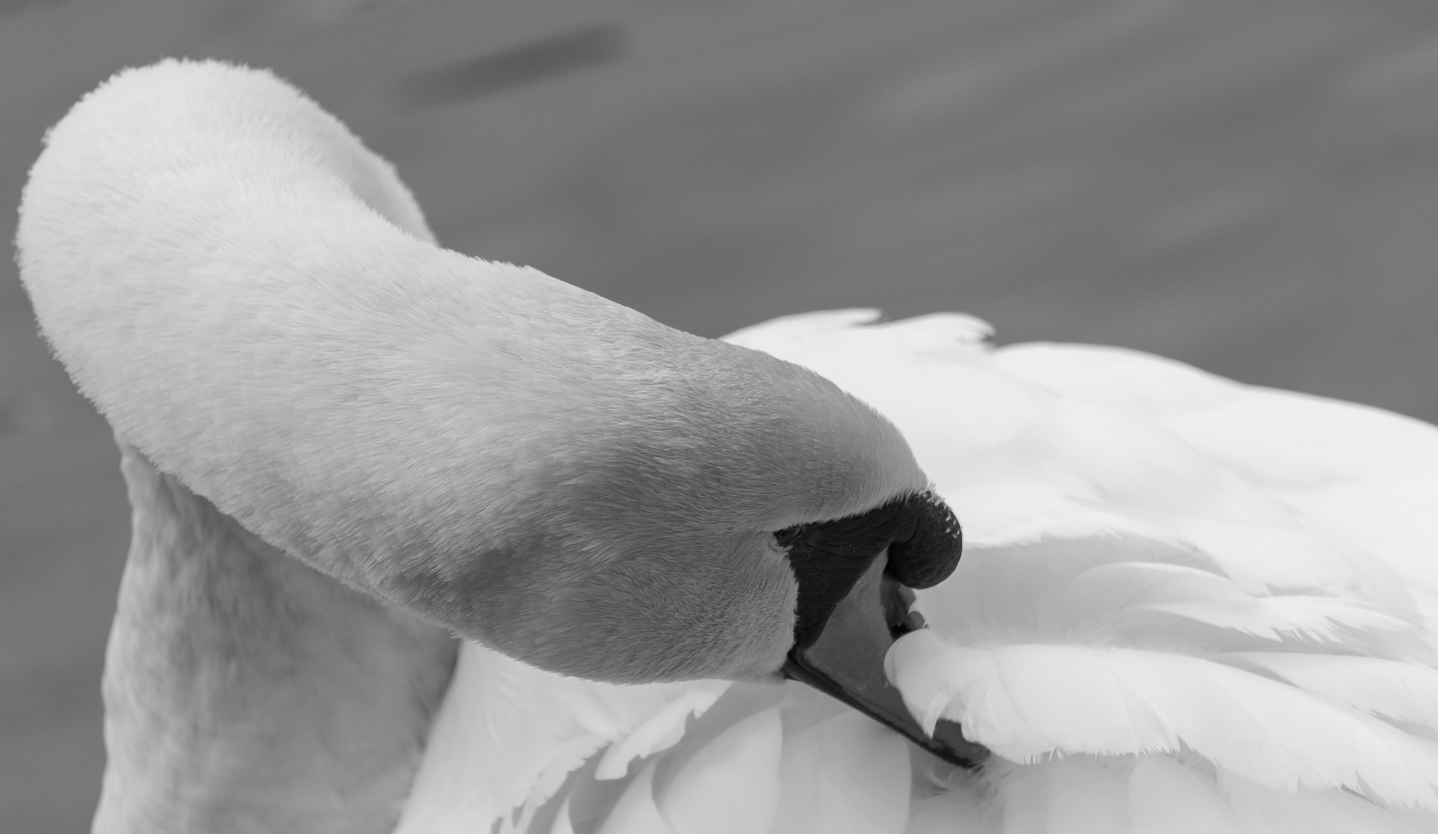 Canon EOS 100D (EOS Rebel SL1 / EOS Kiss X7) sample photo. Black and white swan photography