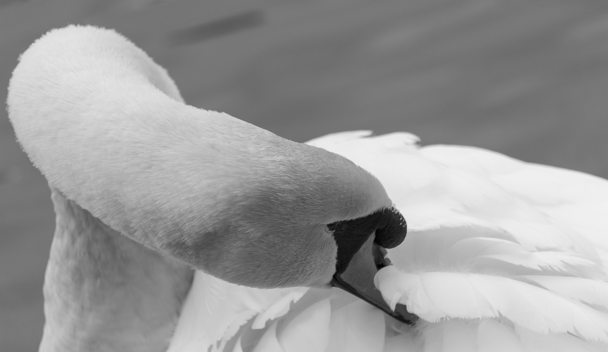 Canon EF-S 55-250mm F4-5.6 IS STM sample photo. Black and white swan photography