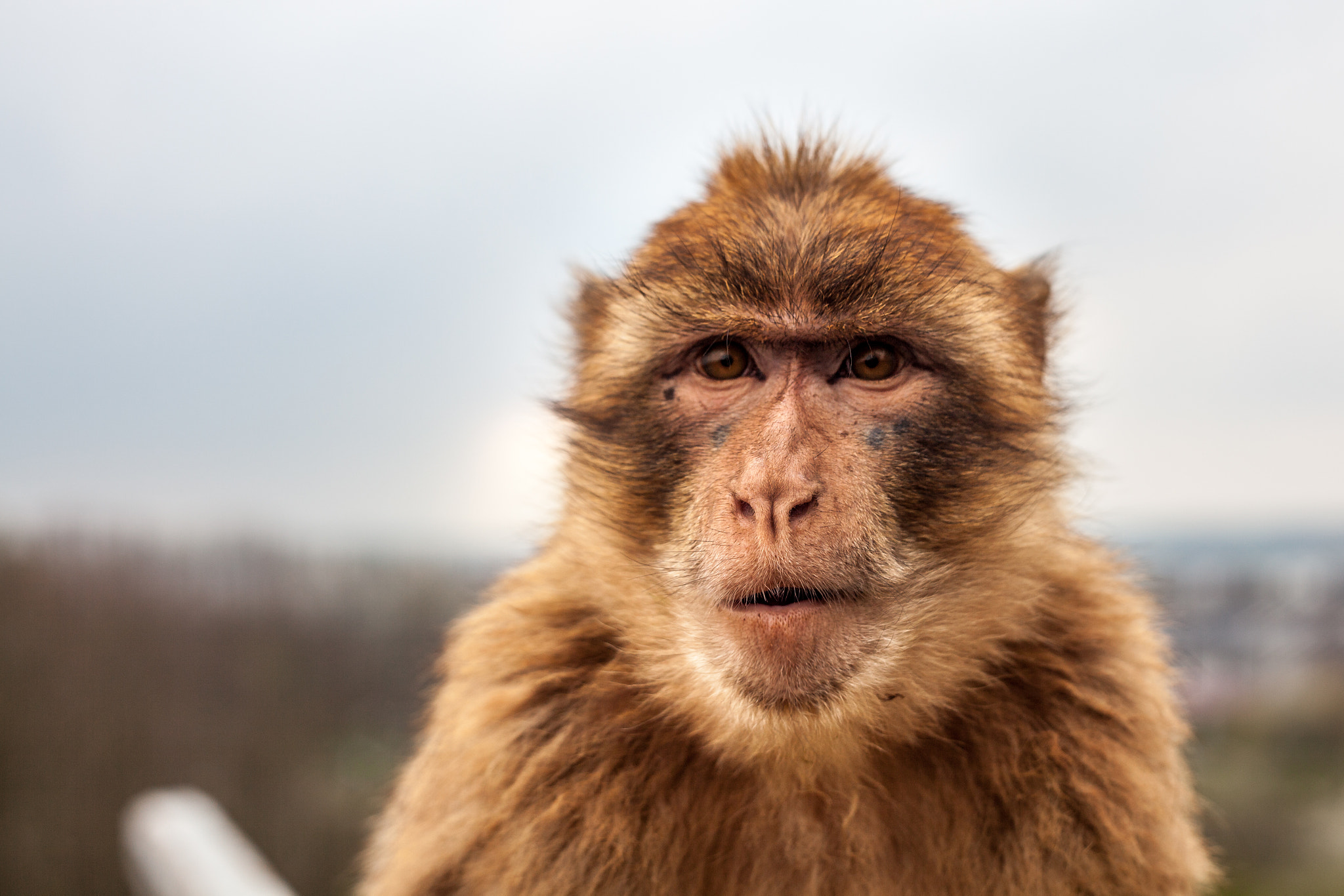 Canon EF 35-80mm f/4-5.6 sample photo. Thüringer zoopark erfurt photography