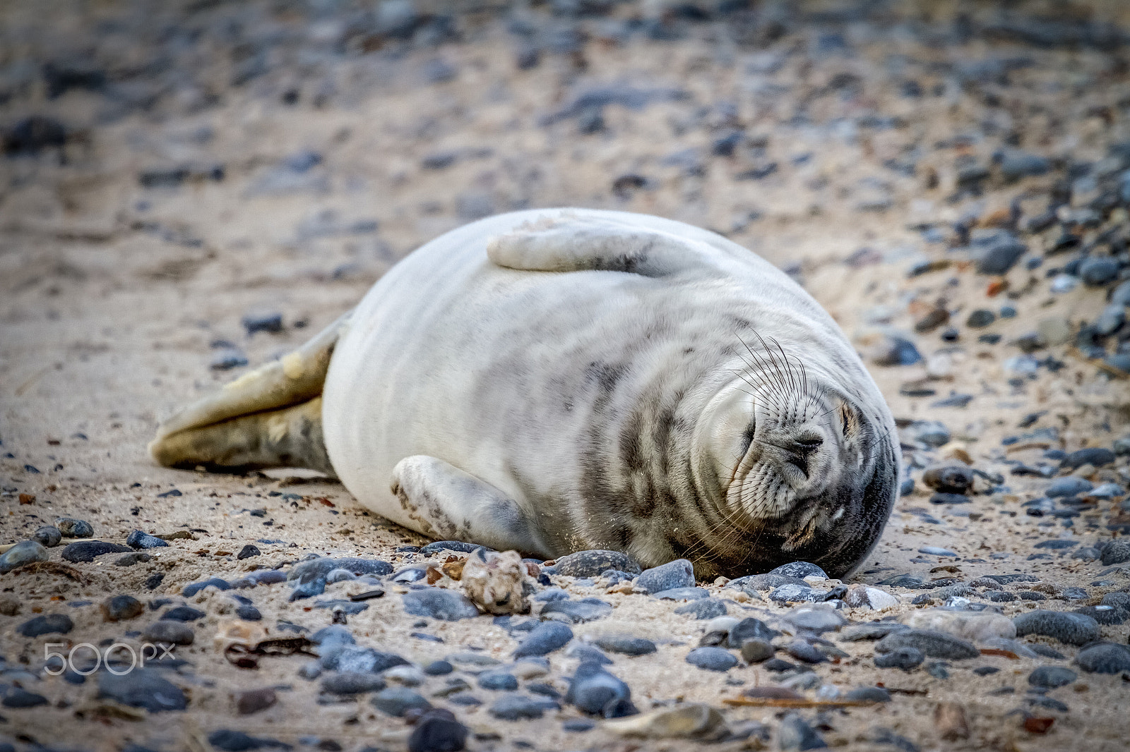 Canon EOS 7D + Canon EF 100-400mm F4.5-5.6L IS USM sample photo. Fatty photography