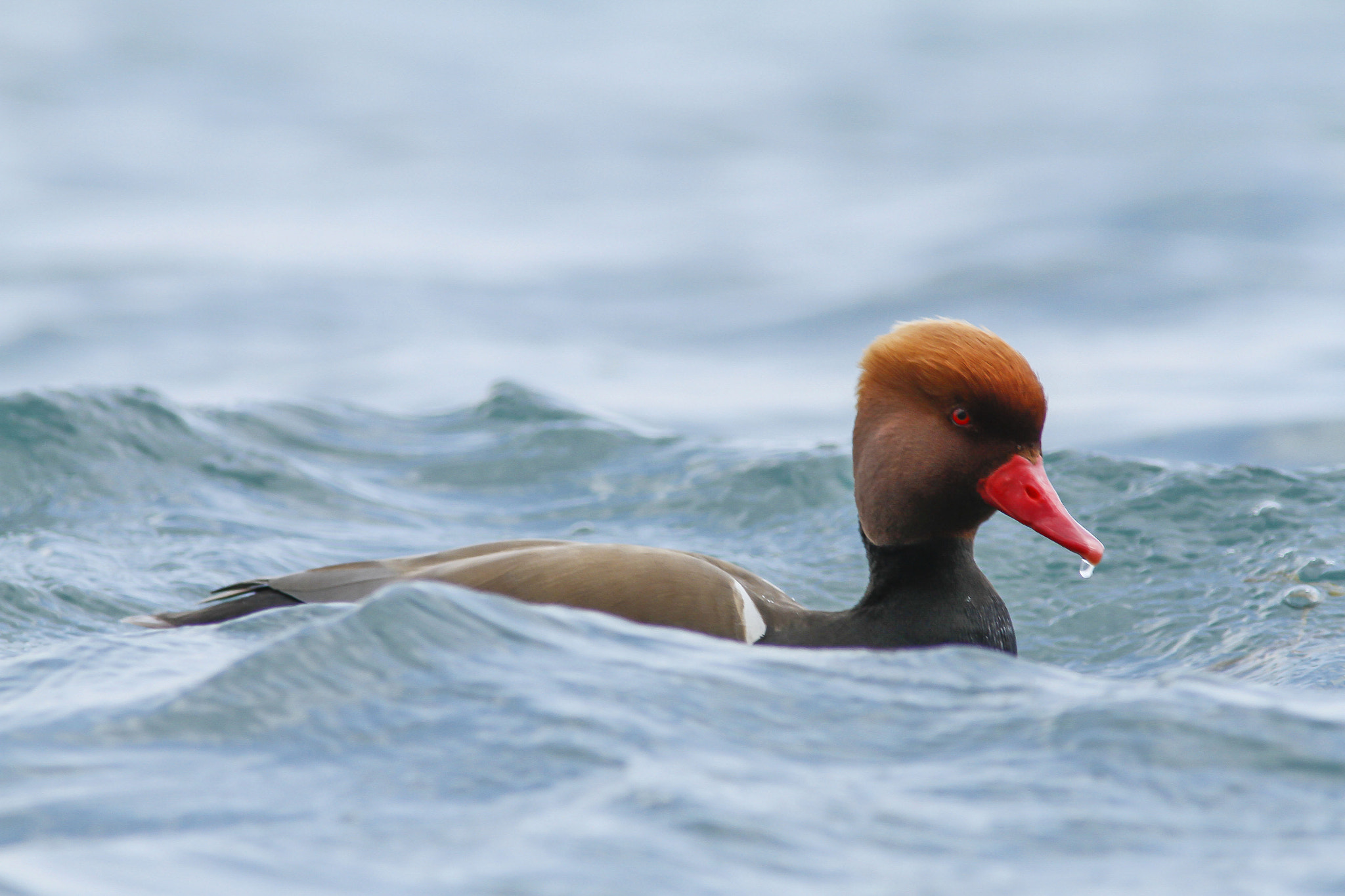 Canon EF 300mm f/4L + 1.4x sample photo. Red-crested pochard in waves photography
