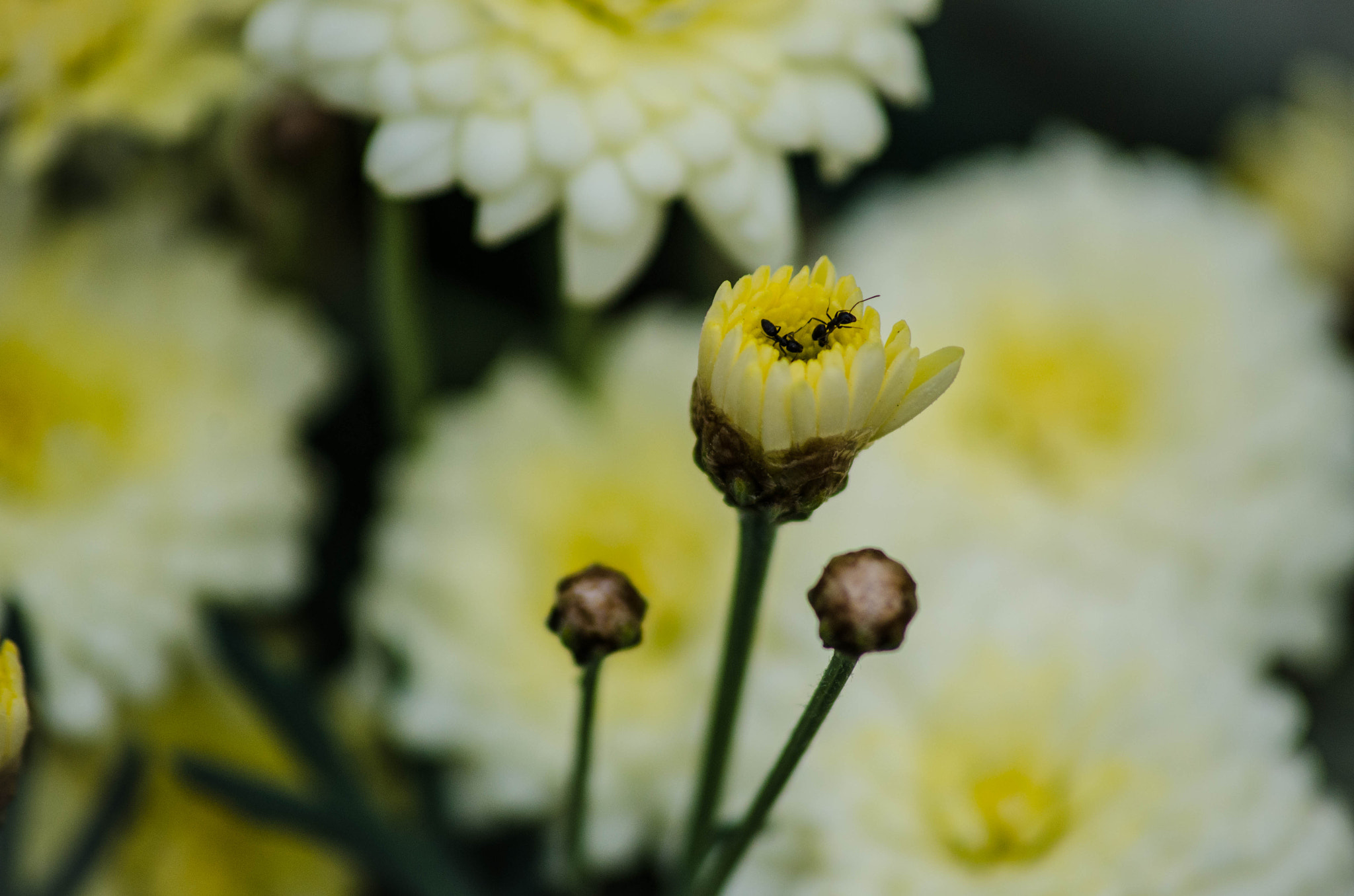 Sigma 70-300mm F4-5.6 APO DG Macro sample photo