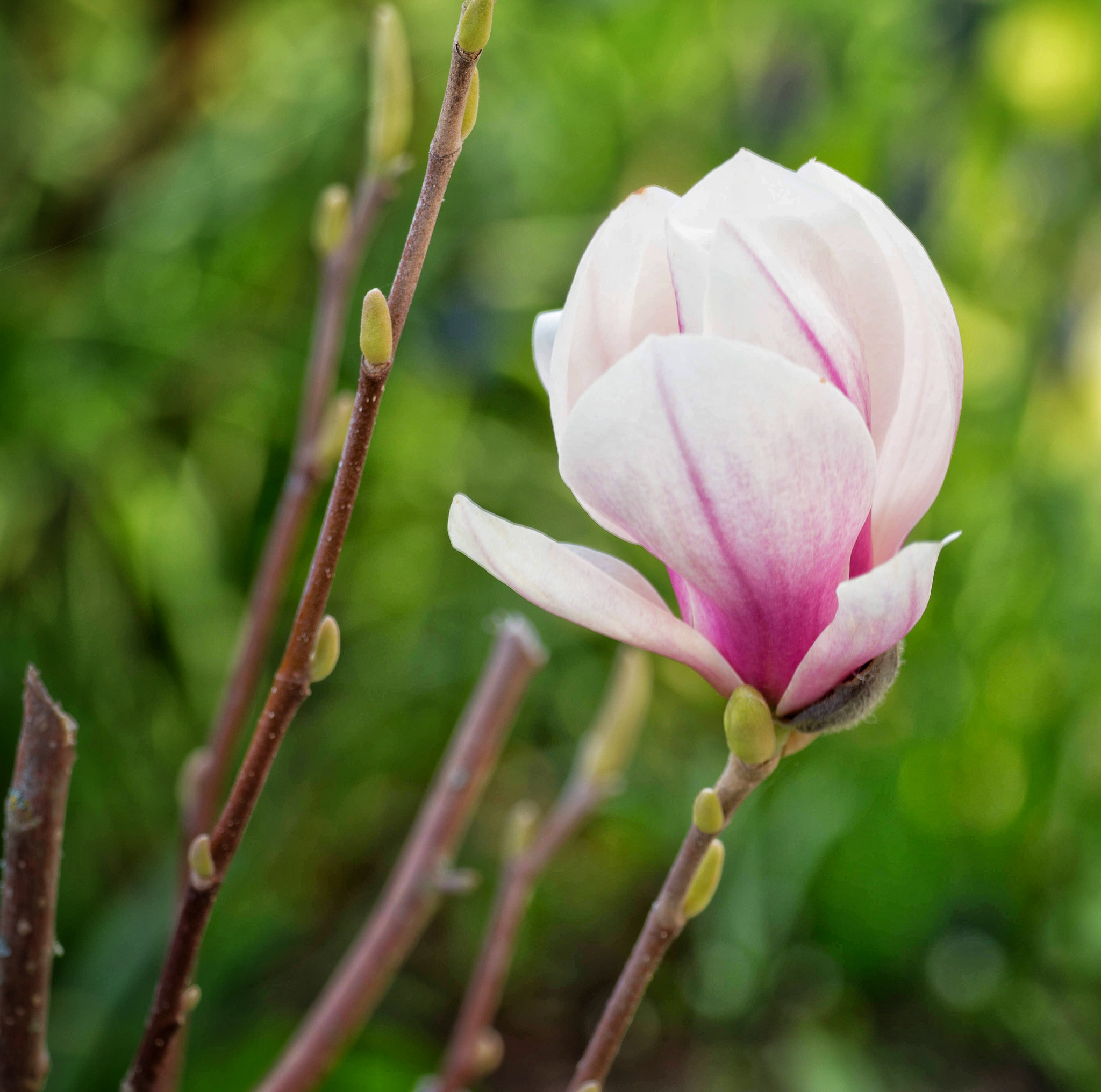 Olympus OM-D E-M1 Mark II + OLYMPUS M.300mm F4.0 sample photo. Magnolia magnificent photography