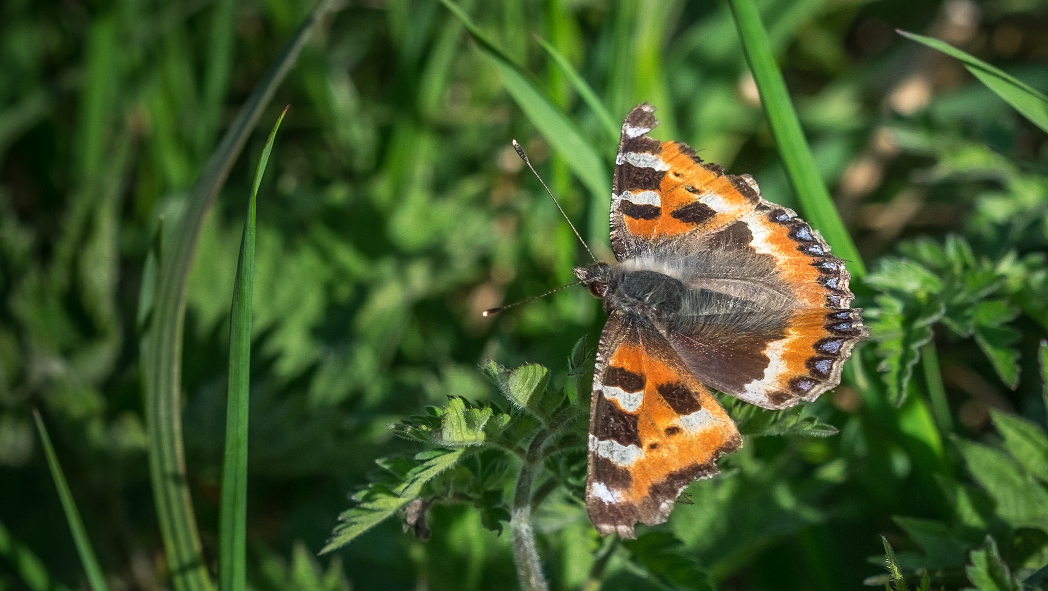 Fujifilm X-T1 sample photo. Butterfly (of ) photography