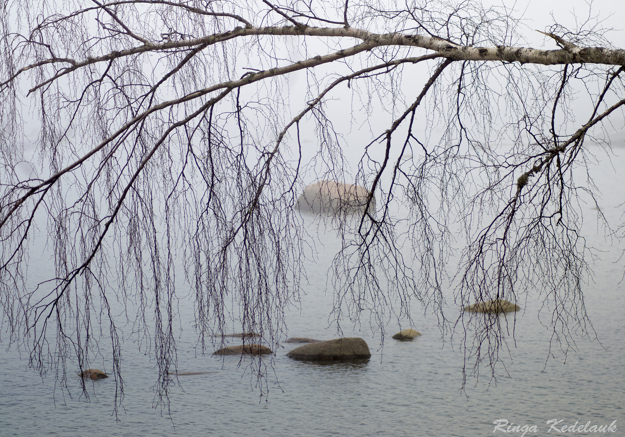 Nikon D3100 sample photo. Birch tree curtains photography