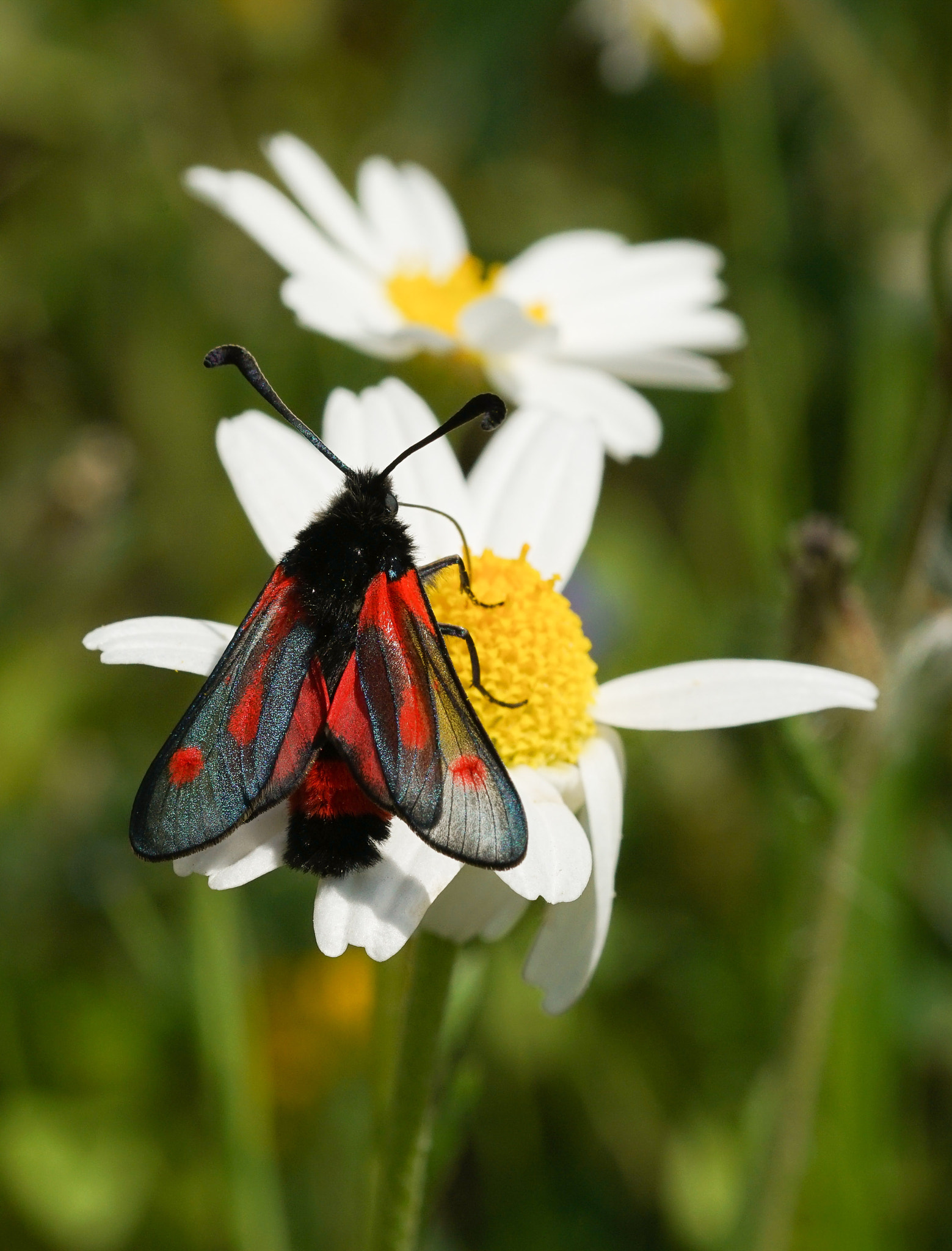 150mm F2.8 sample photo. Zygaena sarpedon photography