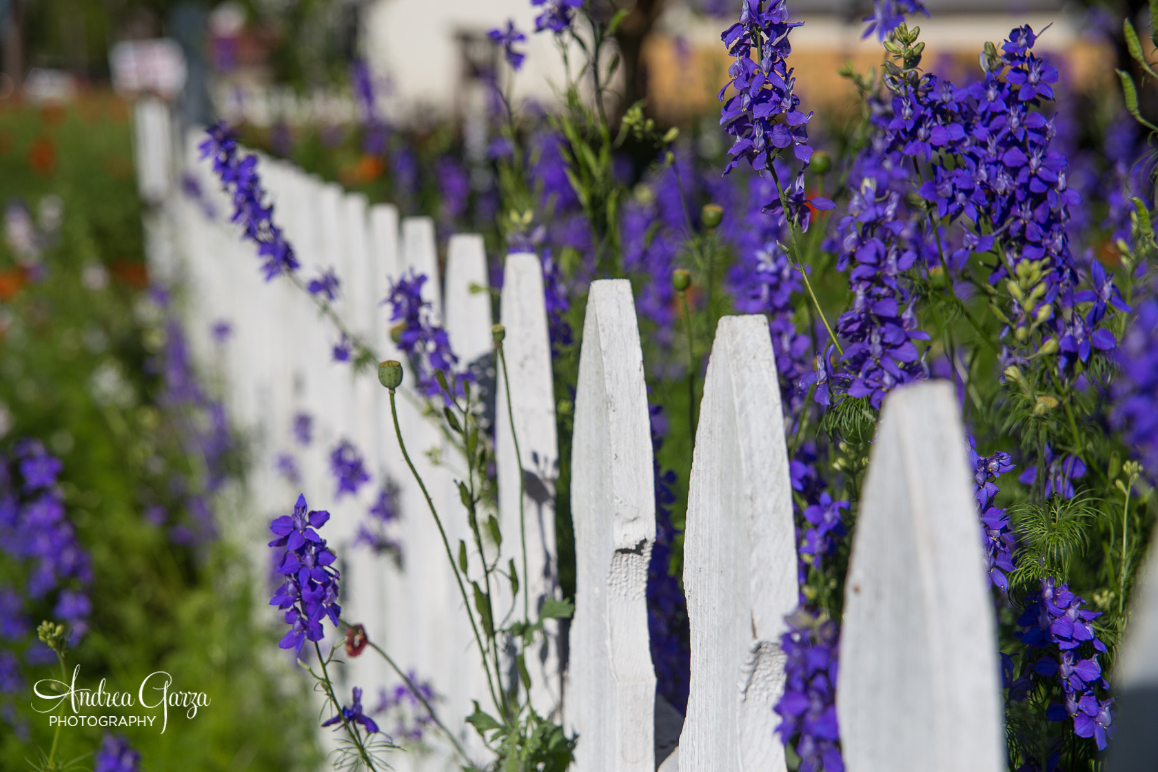 Canon EOS 6D + Sigma 24-70mm F2.8 EX DG Macro sample photo. Larkspur along white picket fence photography