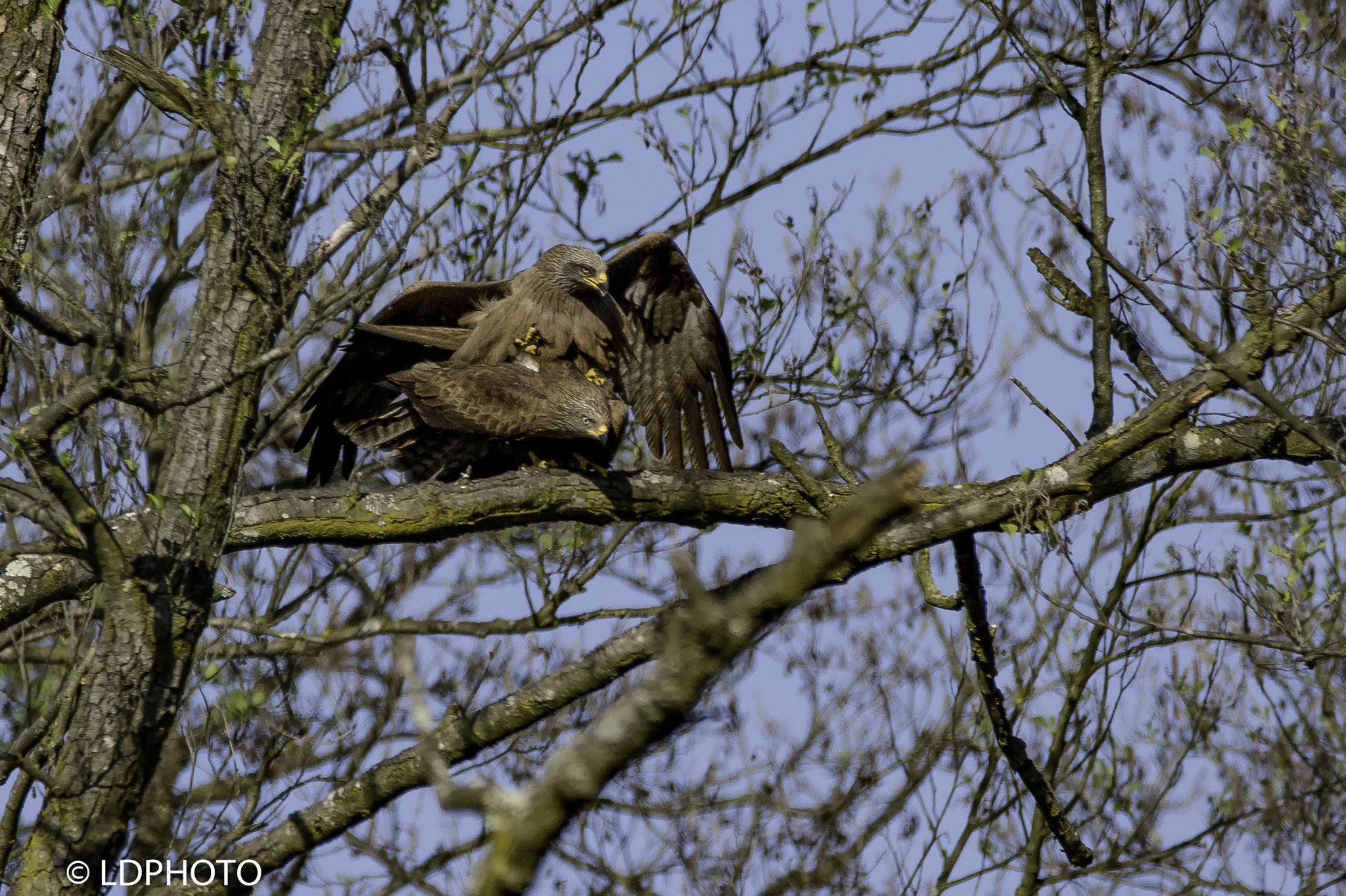 Nikon D7200 + Sigma 150-600mm F5-6.3 DG OS HSM | C sample photo. Black kite mating photography