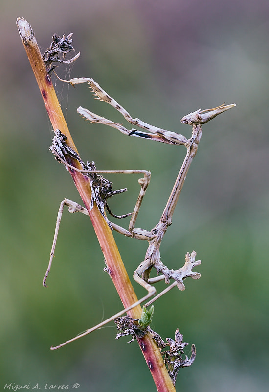 Sony ILCA-77M2 sample photo. Empusa pennata photography
