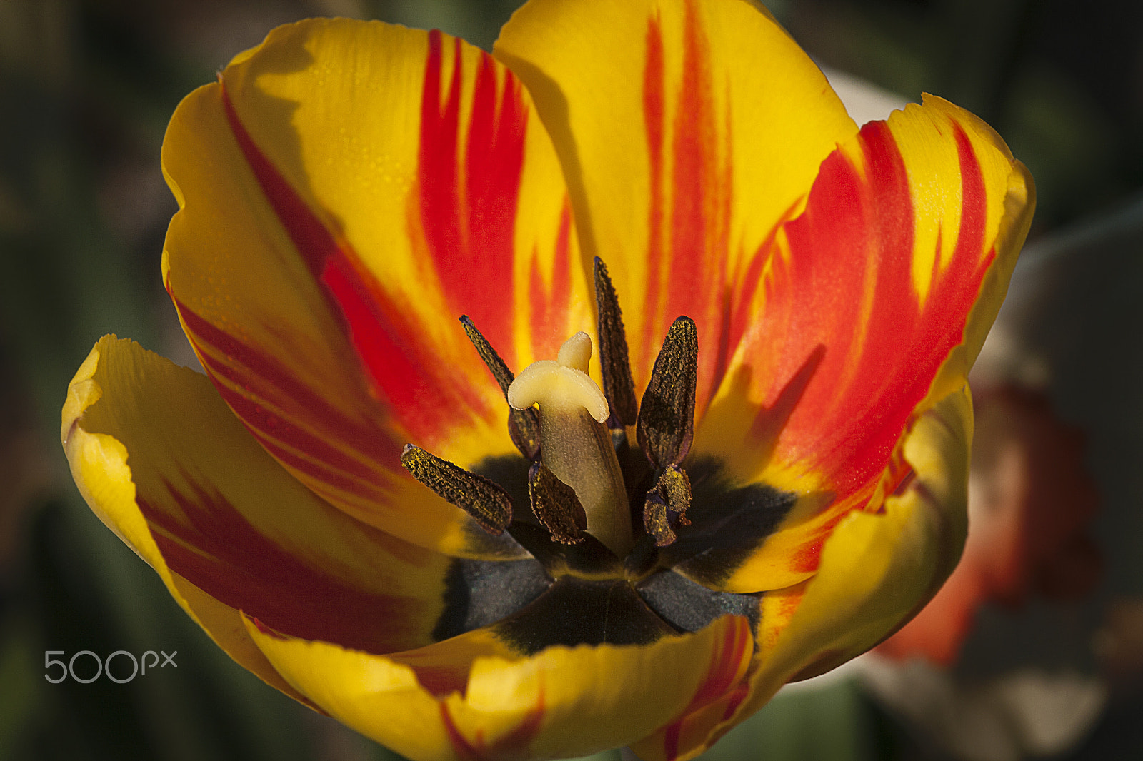 Sigma 105mm F2.8 EX DG Macro sample photo. Beauty of a flower photography