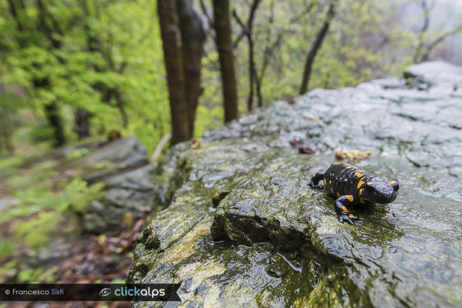 Nikon D810 + Nikon AF-S Nikkor 16-35mm F4G ED VR sample photo. The sentinel in the path (perloz, valle d'aosta) photography