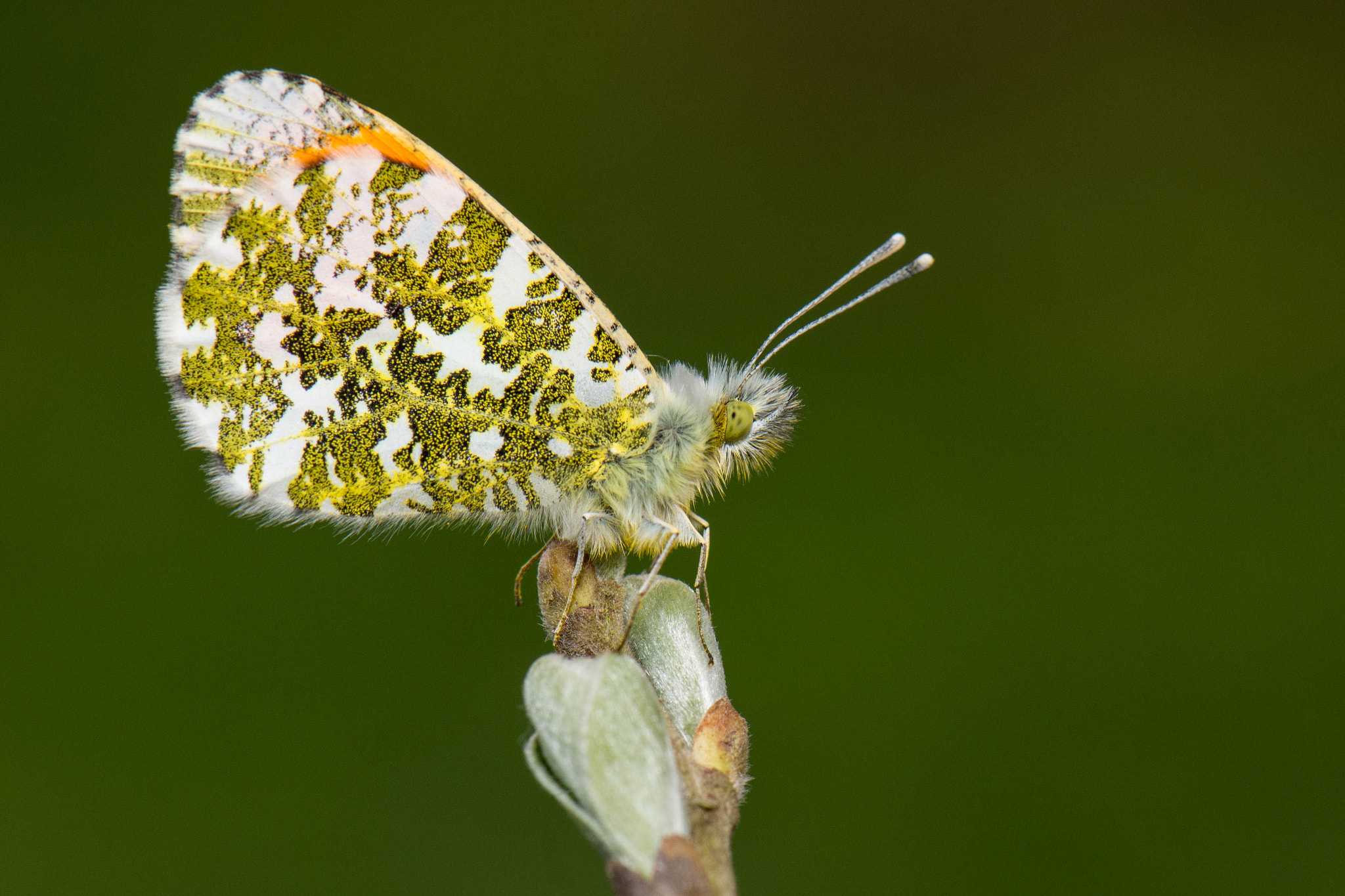 Nikon AF-S Micro-Nikkor 105mm F2.8G IF-ED VR sample photo. Oranjetipje photography